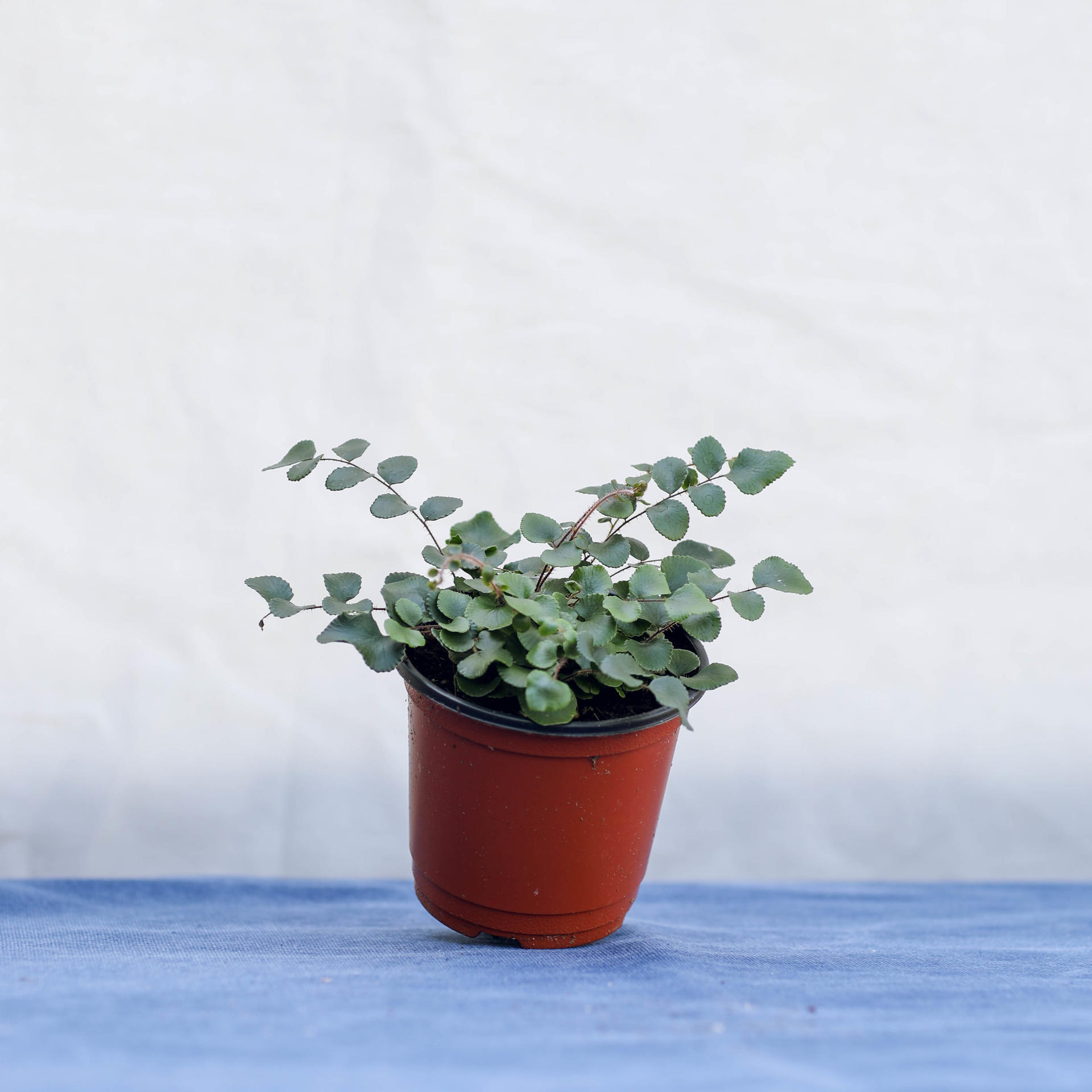 Pellaea rotundifolia (Button Fern) 펠리어 로툰디폴리아 (단추 고사리)