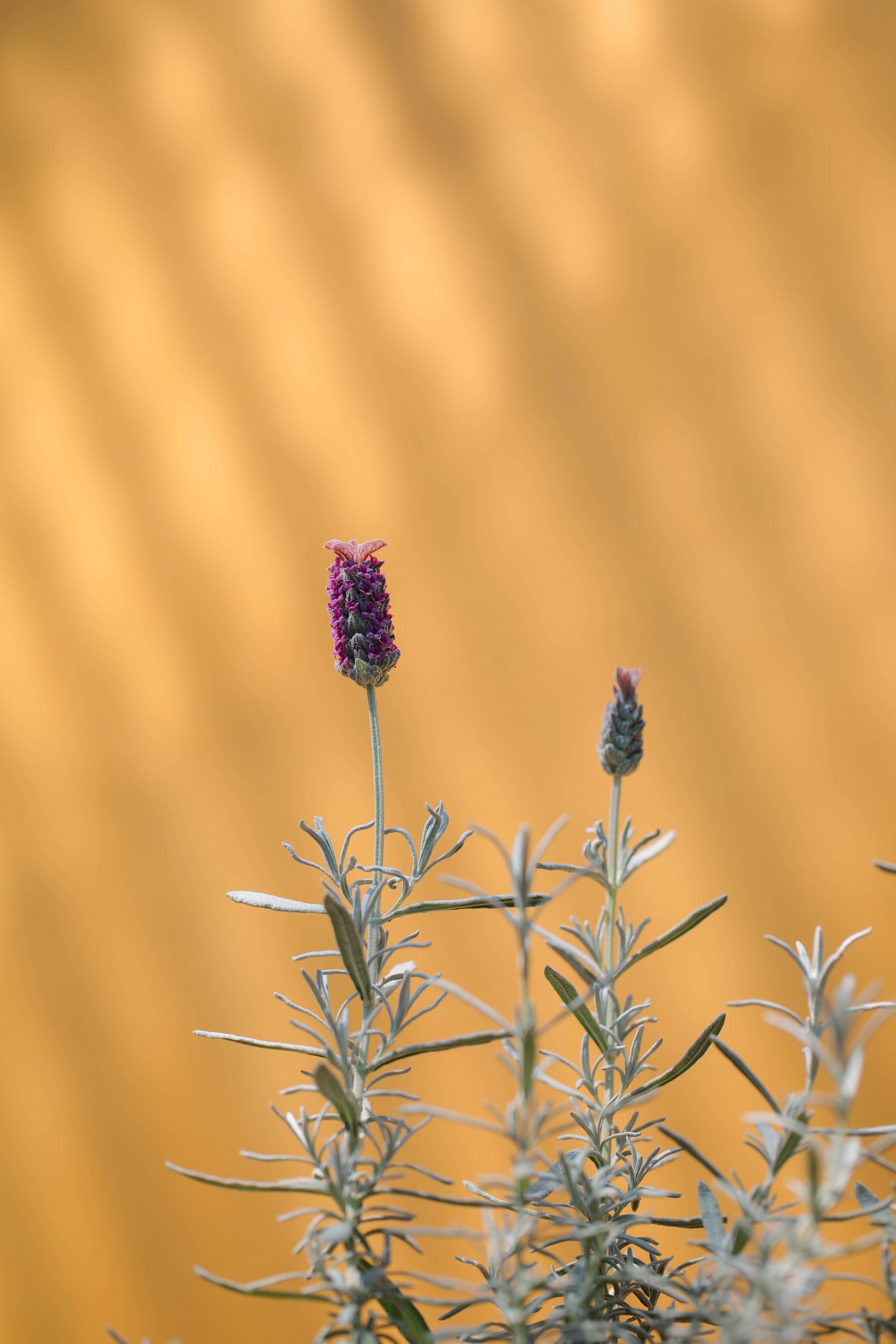 Lavandula stoechas Silver + Marble pot 실버 라벤더 + 마블팟