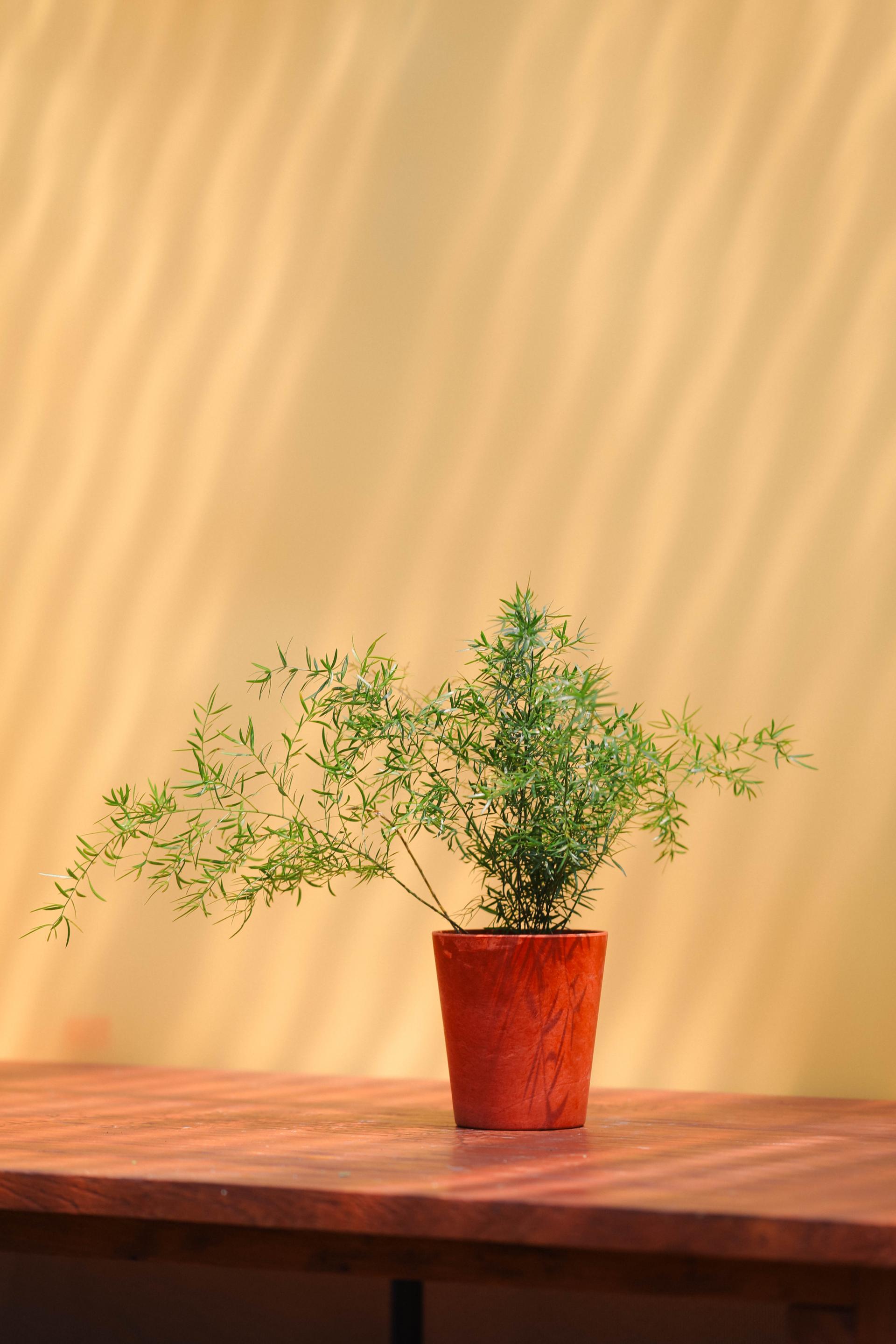 Asparagus densiflorus sprengeri + Orange marble pot 아스파라거스 덴시플로러스 스프렌게리 + 오렌지 마블팟