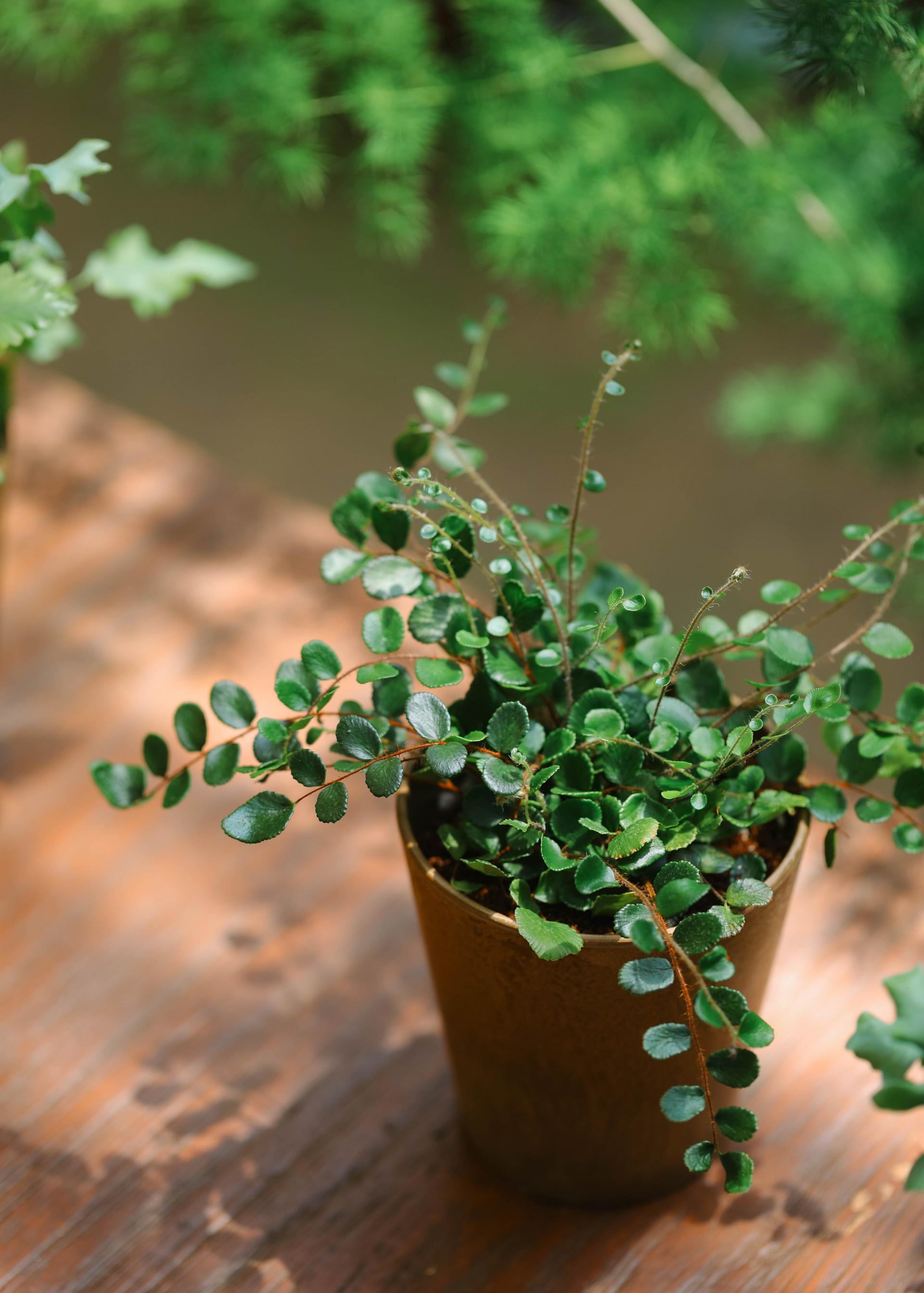 Pellaea rotundifolia (Button Fern) 펠리어 로툰디폴리아 (단추 고사리)