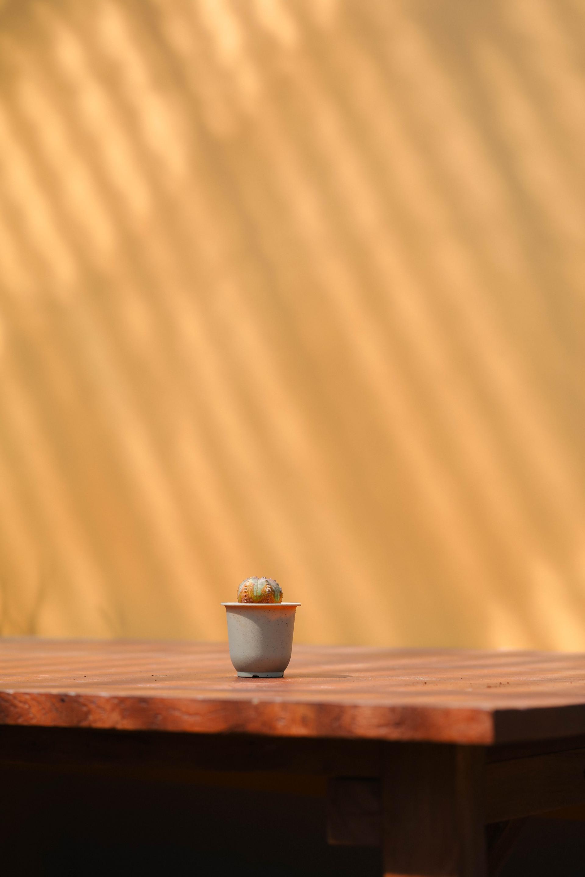 Euphorbia pseudoglobosa + Mini honey jar pot 유포르비아 수도글로보사 (오베사 몬스터) + 미니 허니자르팟 복제