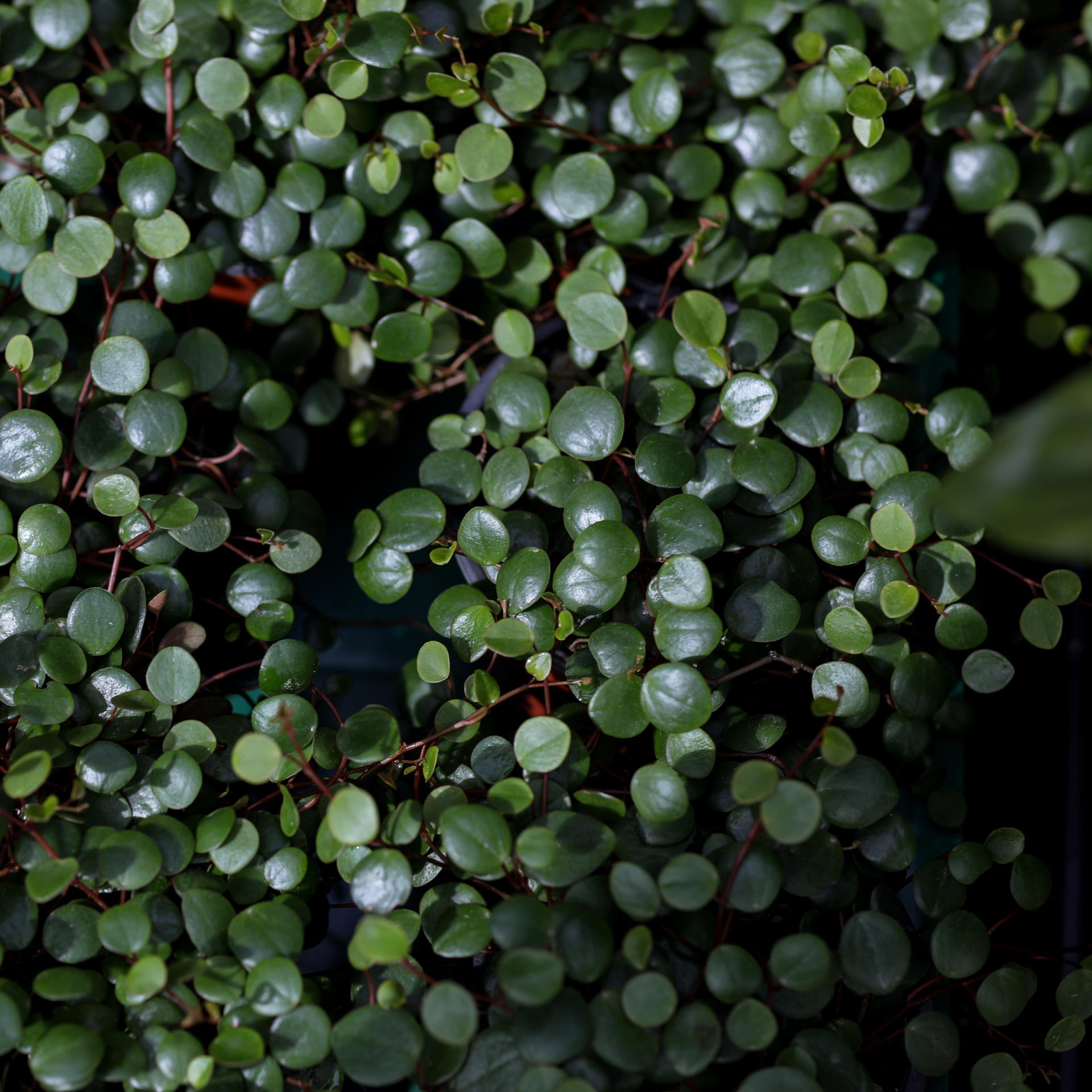 Peperomia 'Pepper Spot' 페페로미아 페퍼스팟