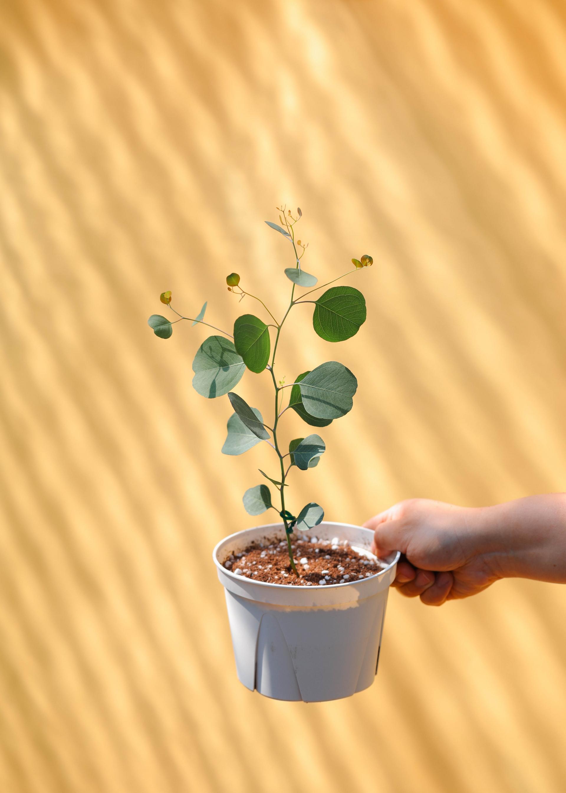 Eucalyptus polyanthemos 유칼립투스 폴리안 준중품