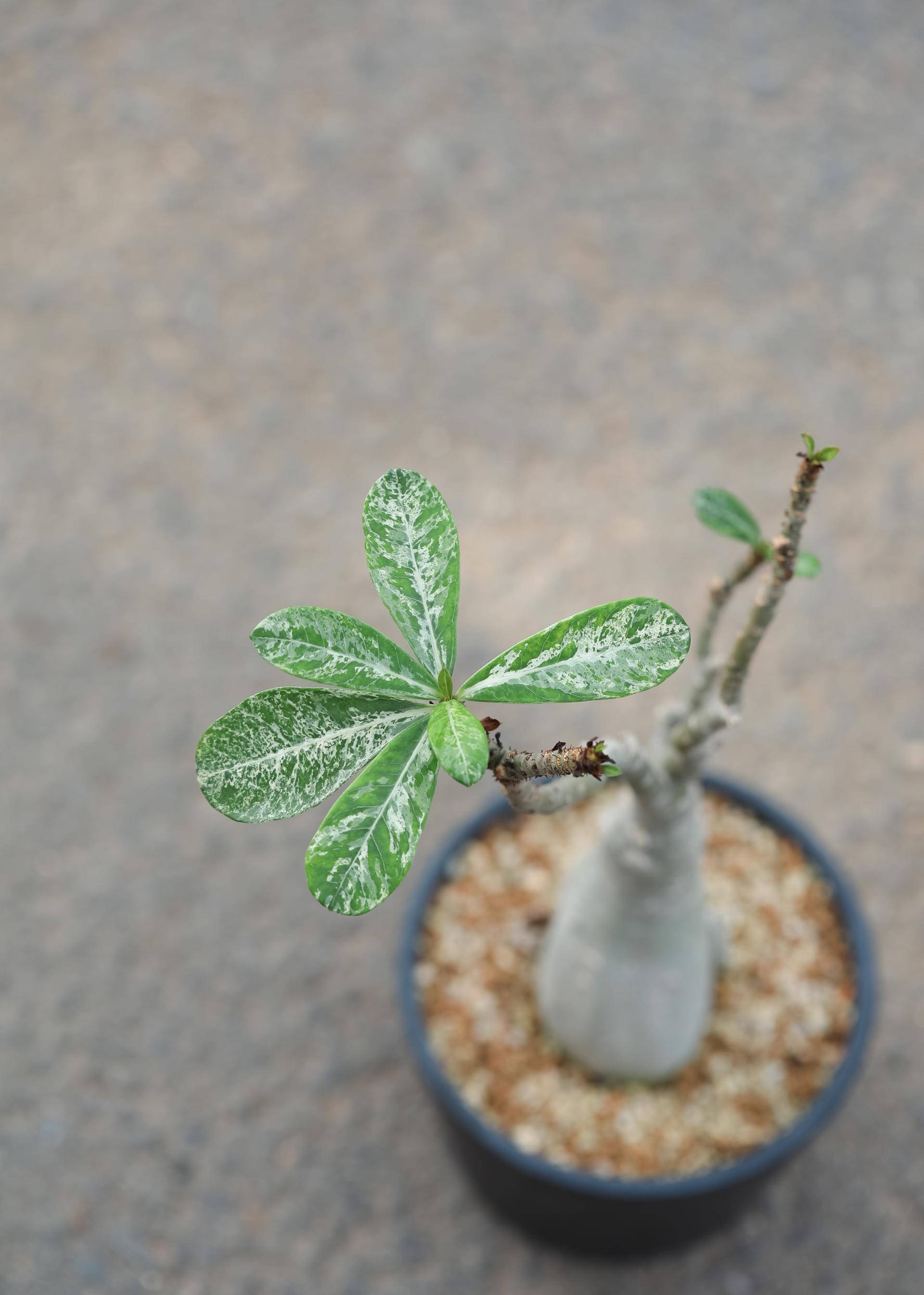 Adenium obesum white + Black simple pot 아데니움 오베섬 무늬종 + 블랙 심플팟