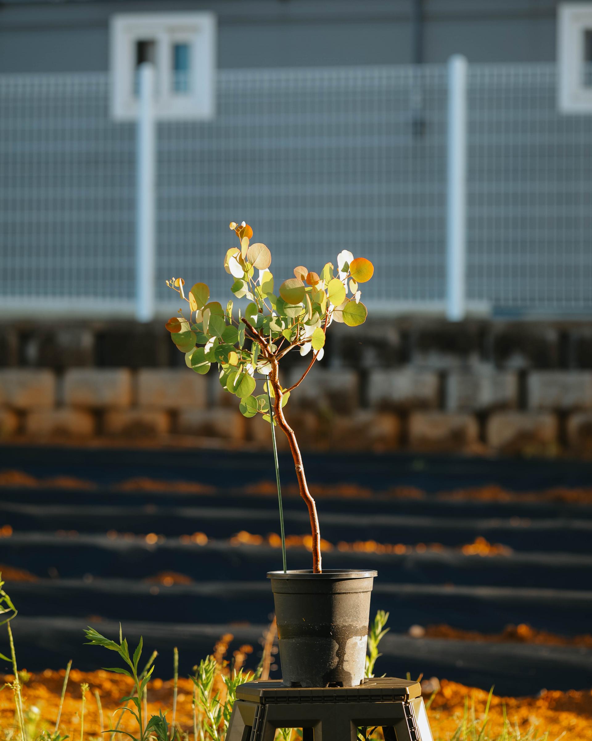 Eucalyptus polyanthemos 유칼립투스 폴리안 준대품