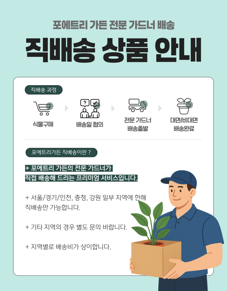 Olea europaea 'Mission olive' + Light gray pot 미션 올리브나무 + 라이트 그레이팟
