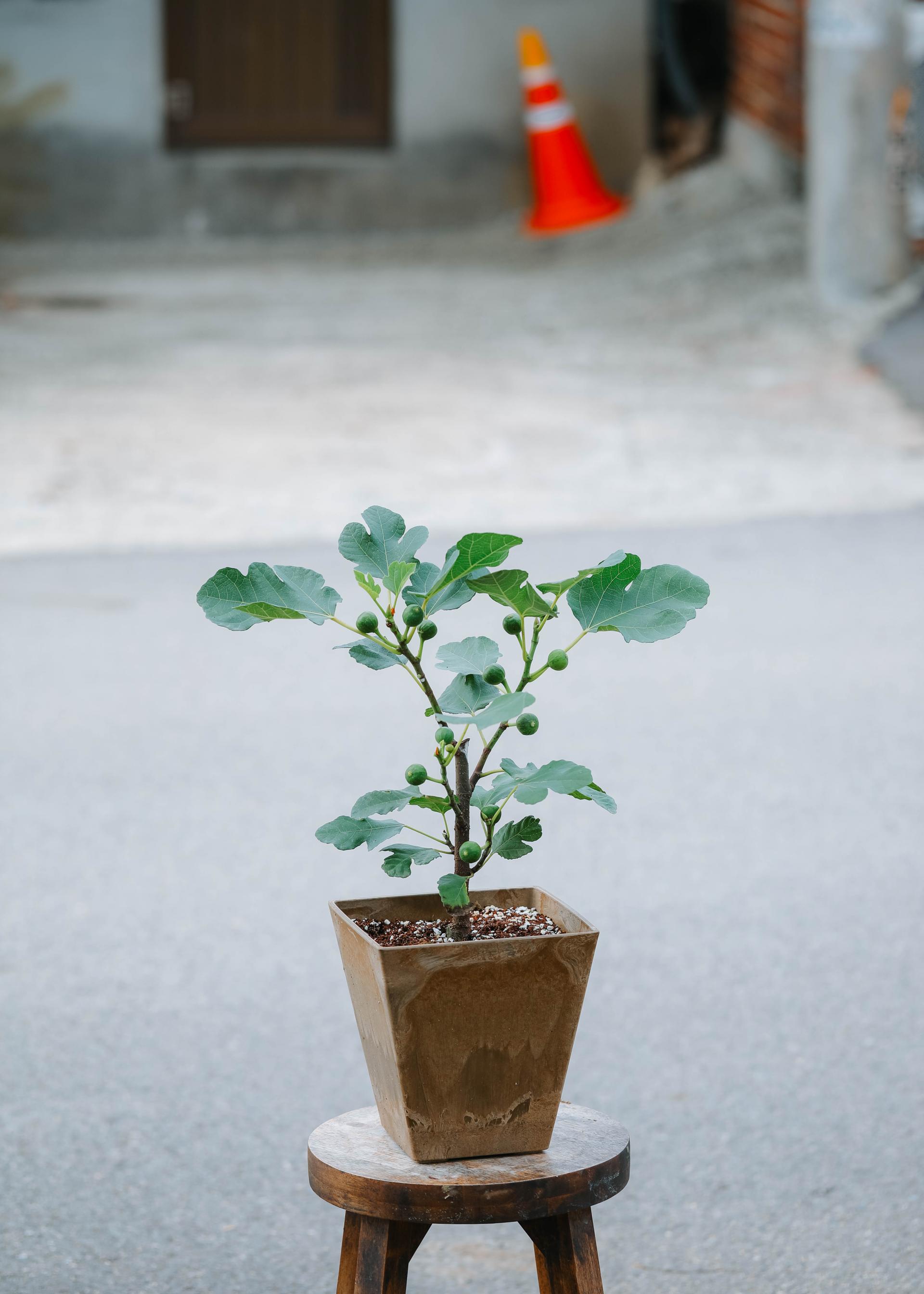Ficus cariaca + Brown square pot 무화과 나무 + 브라운 스퀘어팟