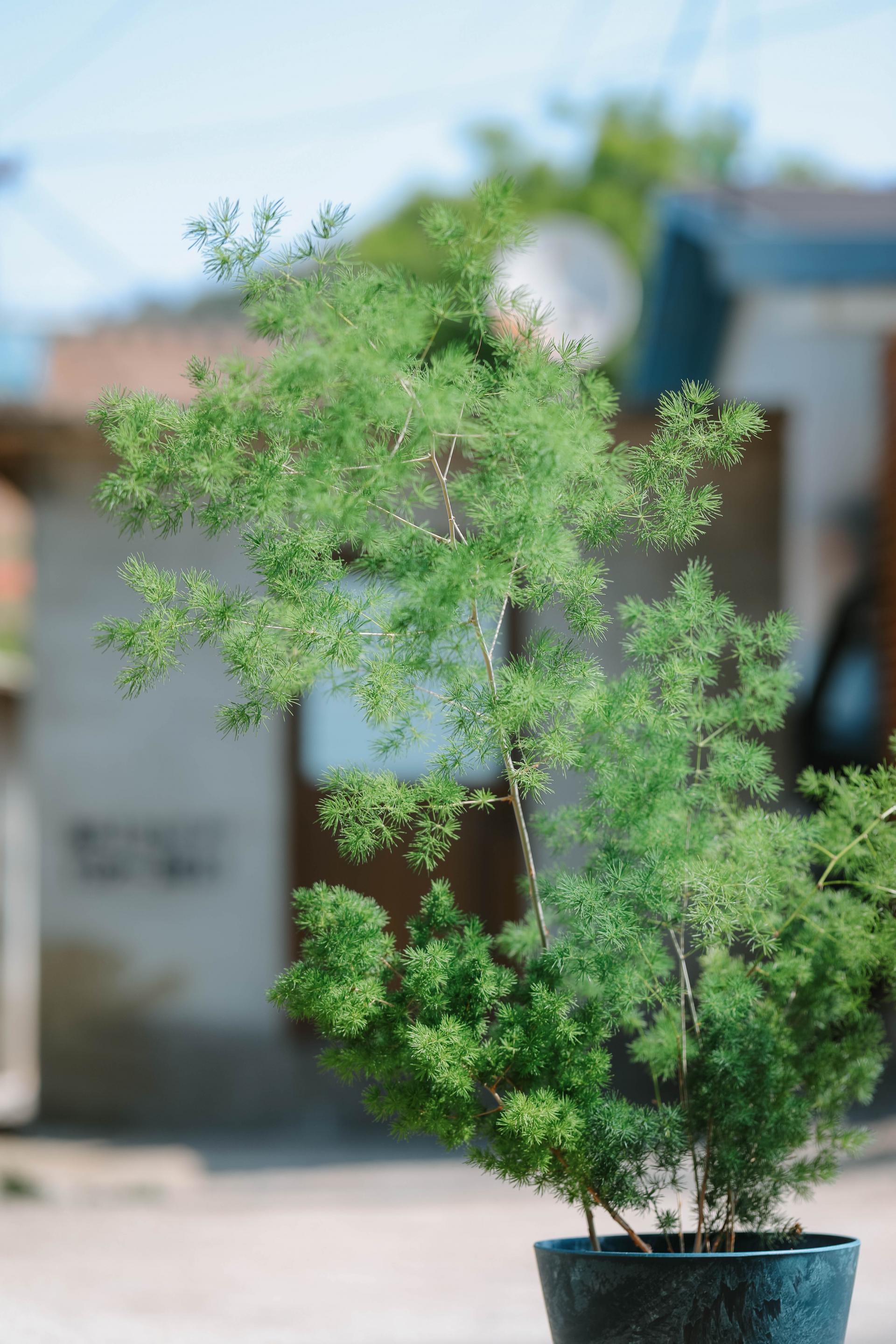 Asparagus myriocladus + Navy marble pot 아스파라거스 미리오클라두스 대품 + 네이비 마블팟