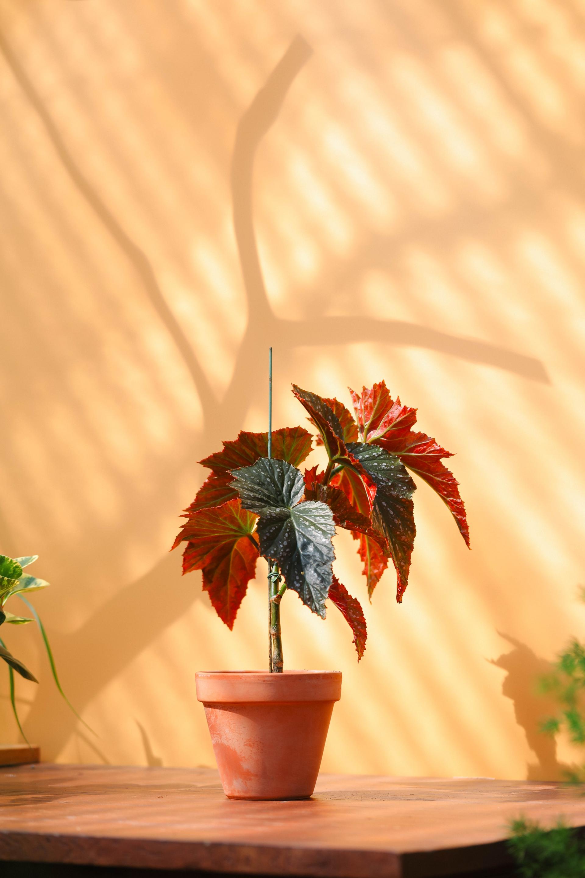 Begonia 'Janne jones' + Italy simple pot 베고니아 잔느 존스 + 이태리 심플팟