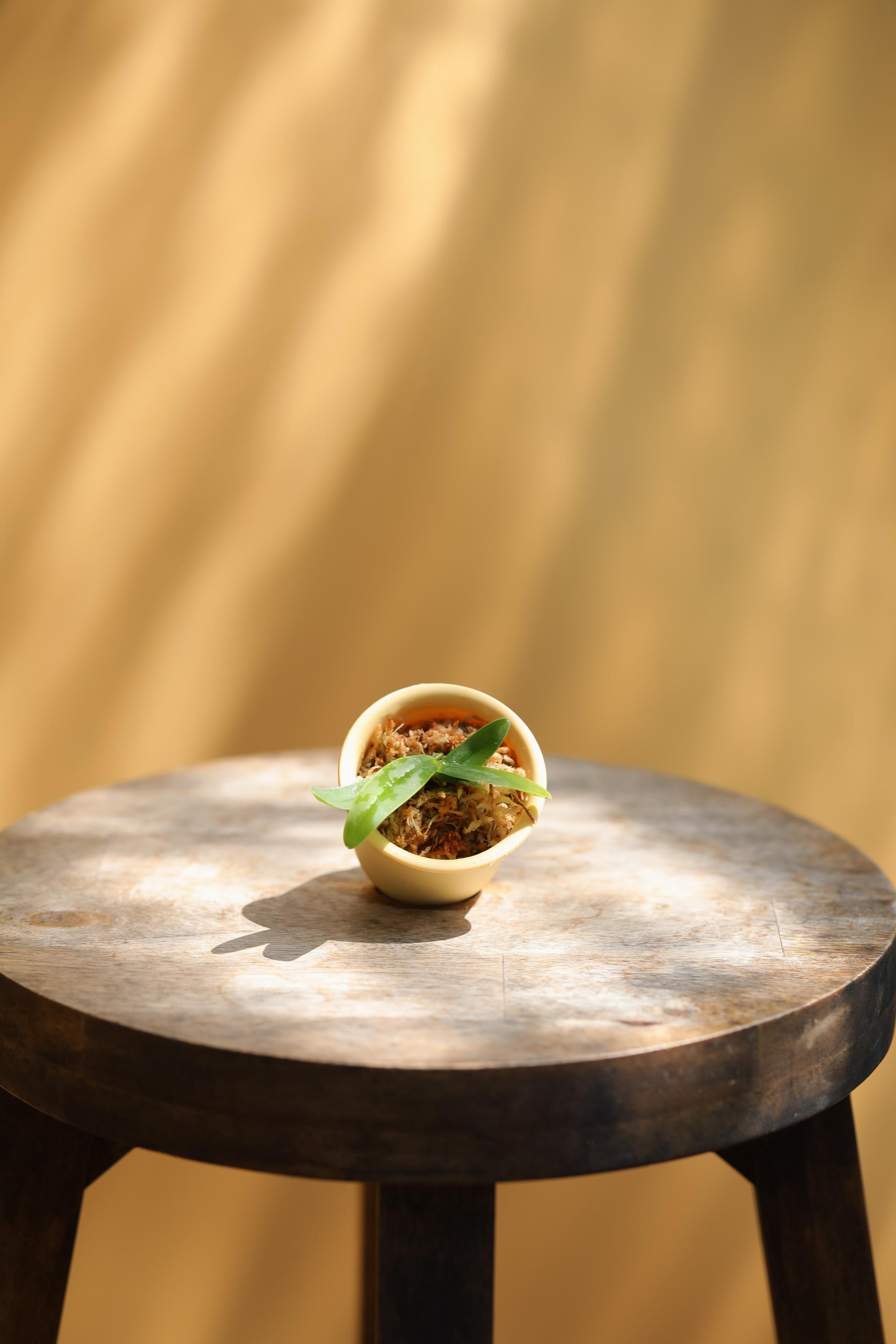 Tuberolabium kotoense + Mini honey jar pot 아리산 풍란 + 미니 허니자르팟