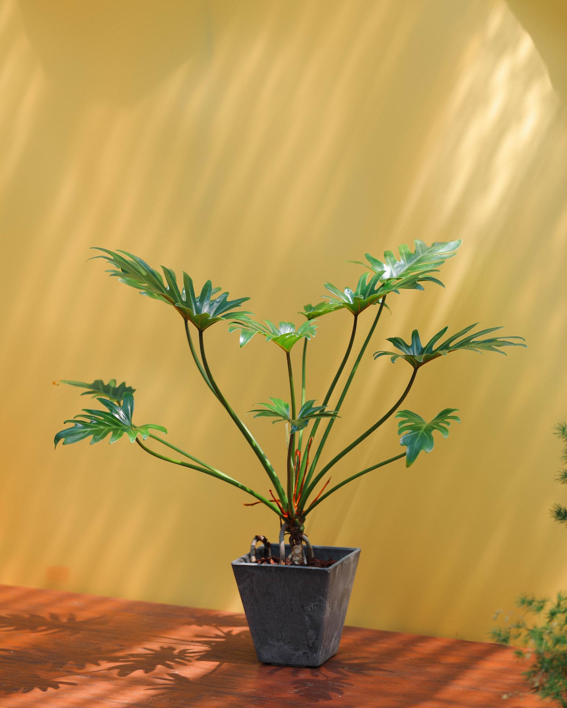 Thaumatophyllum xanadu + Gray square pot 타우마토필름 제나두 (제나두 셀렘) + 그레이 스퀘어팟