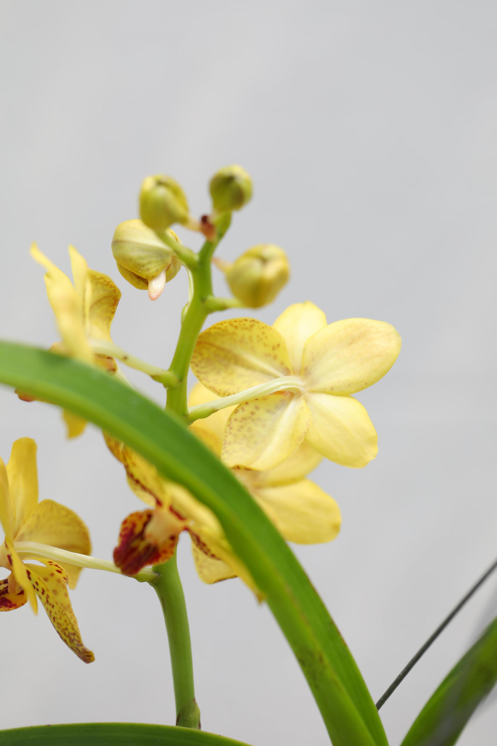 Vanda 'Honey Lemon' 반다 허니레몬