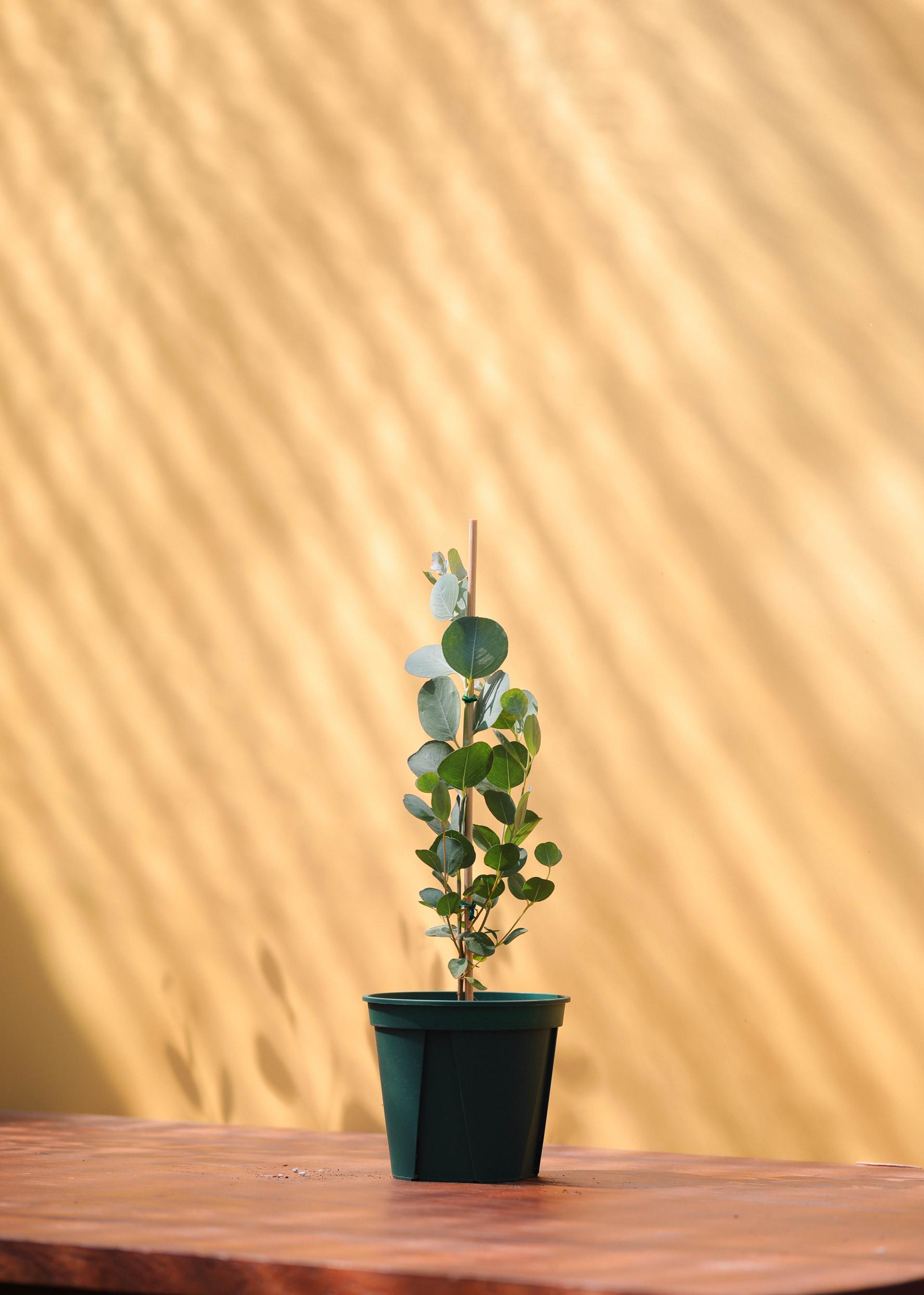 Eucalyptus orbifolia 유칼립투스 오르비폴리아 준중품