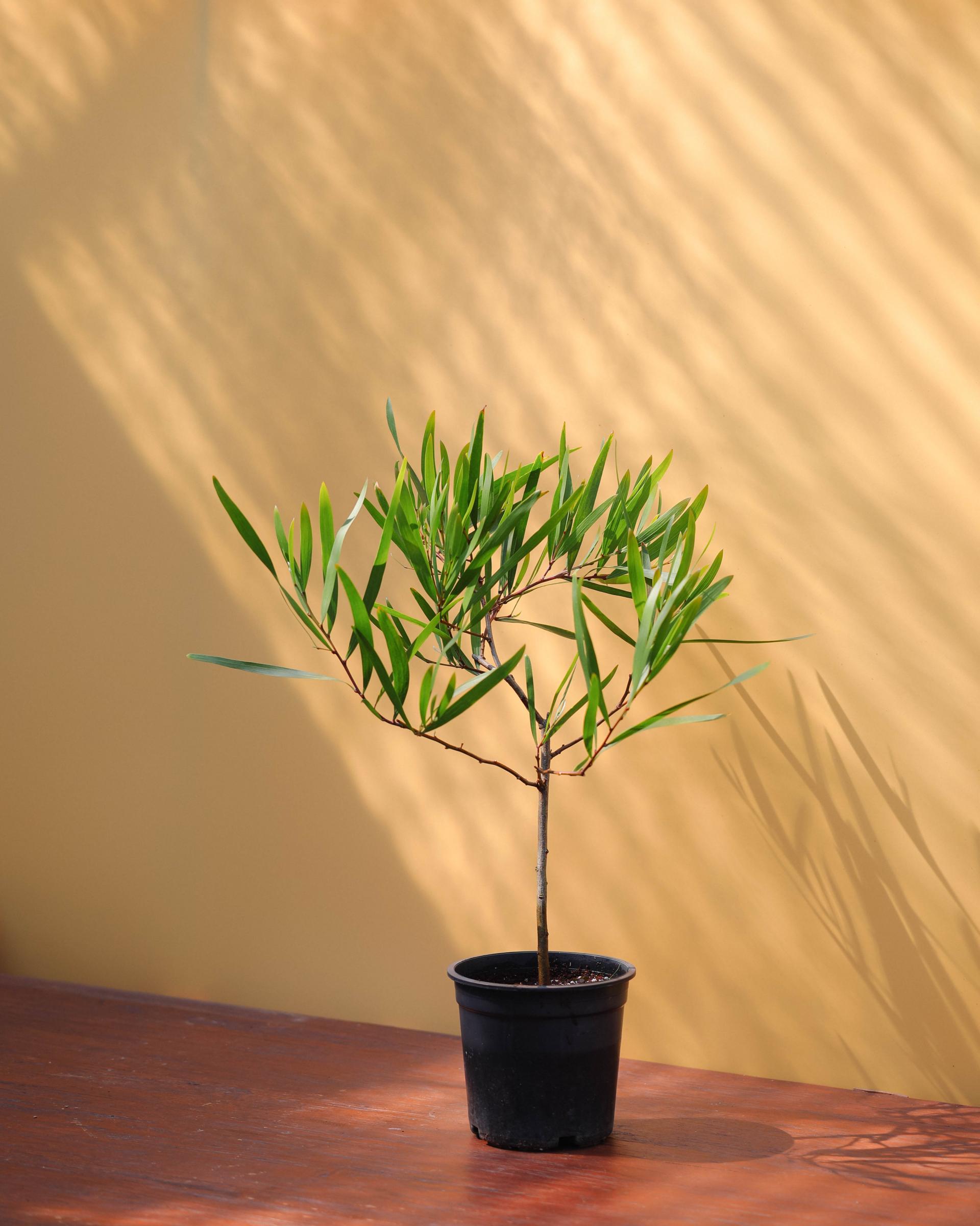 Acacia longifolia 아카시아 롱기폴리아 중품