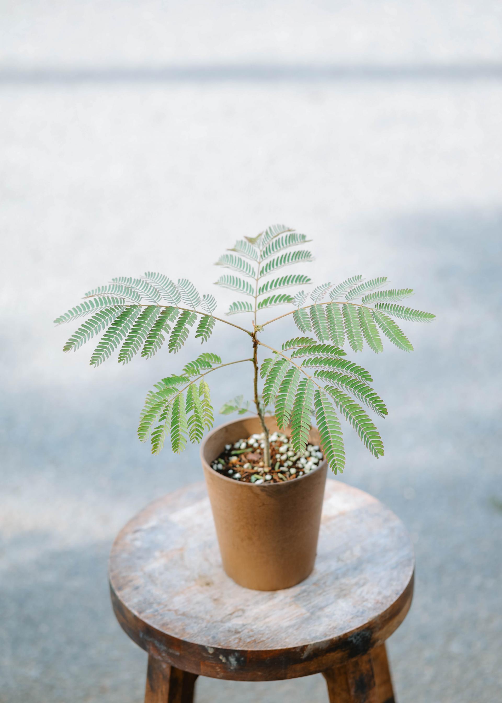 Albizia julibrissin + Brown marble pot 자귀 나무 + 브라운 마블팟