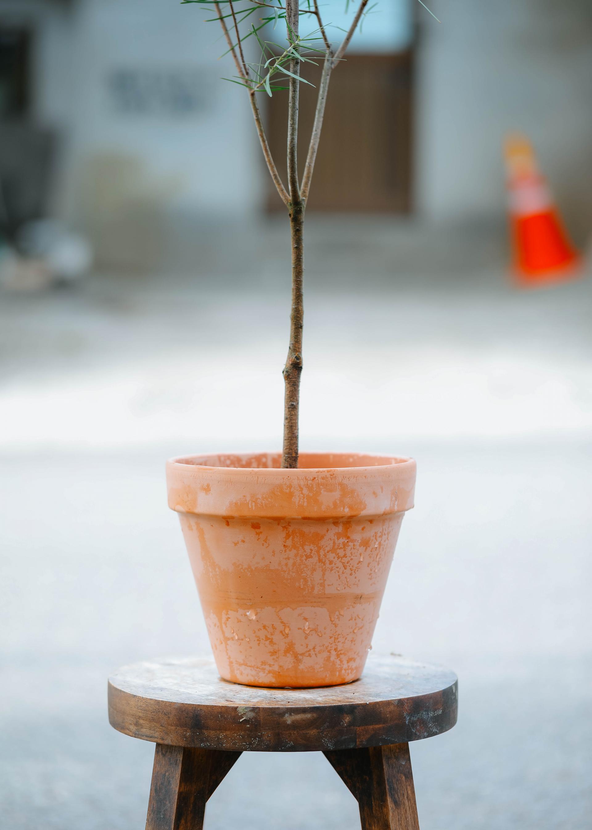 Acacia floribunda + Italy simple pot 아카시아 플로리번다 + 이태리 심플팟