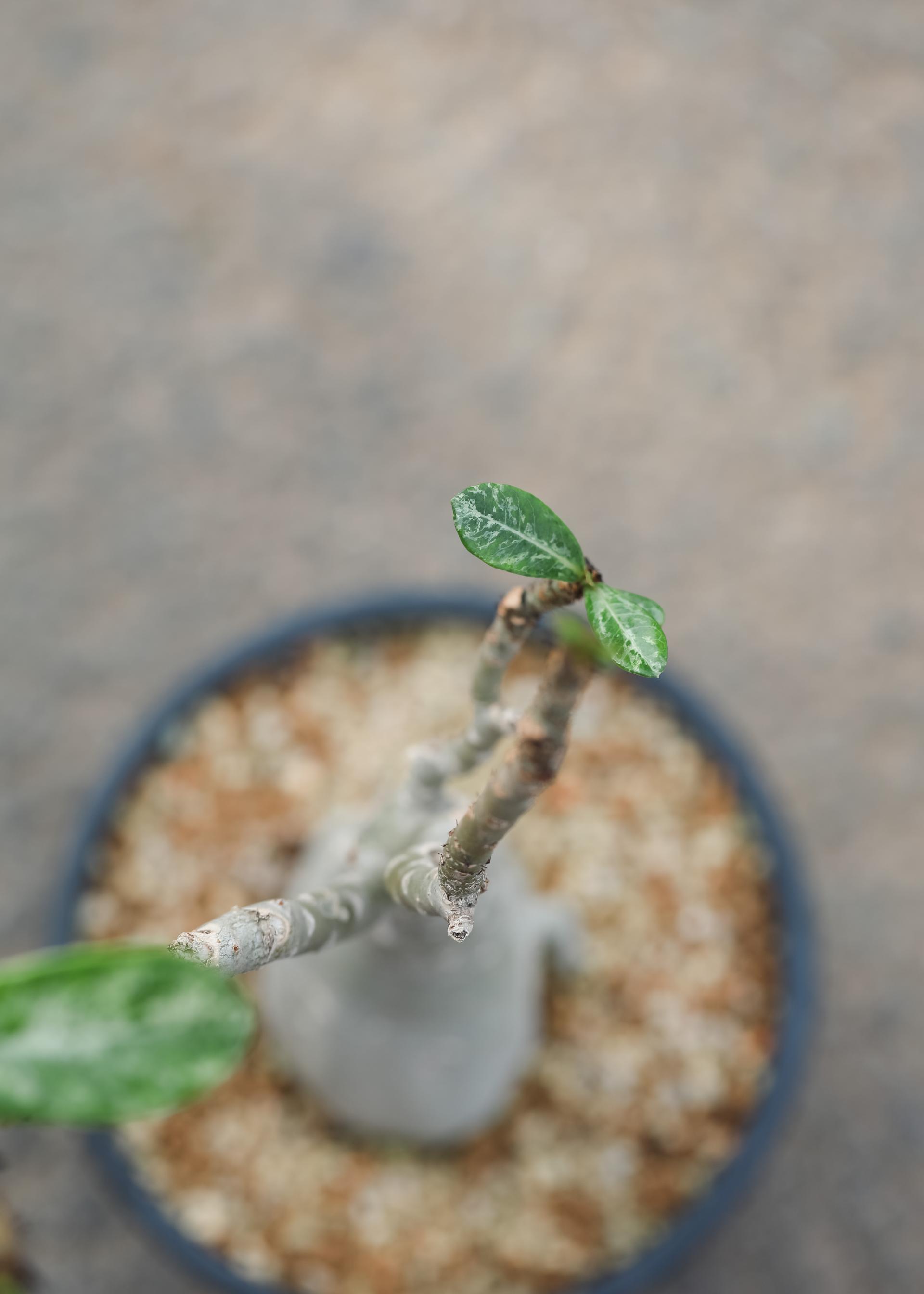 Adenium obesum white + Black simple pot 아데니움 오베섬 무늬종 + 블랙 심플팟