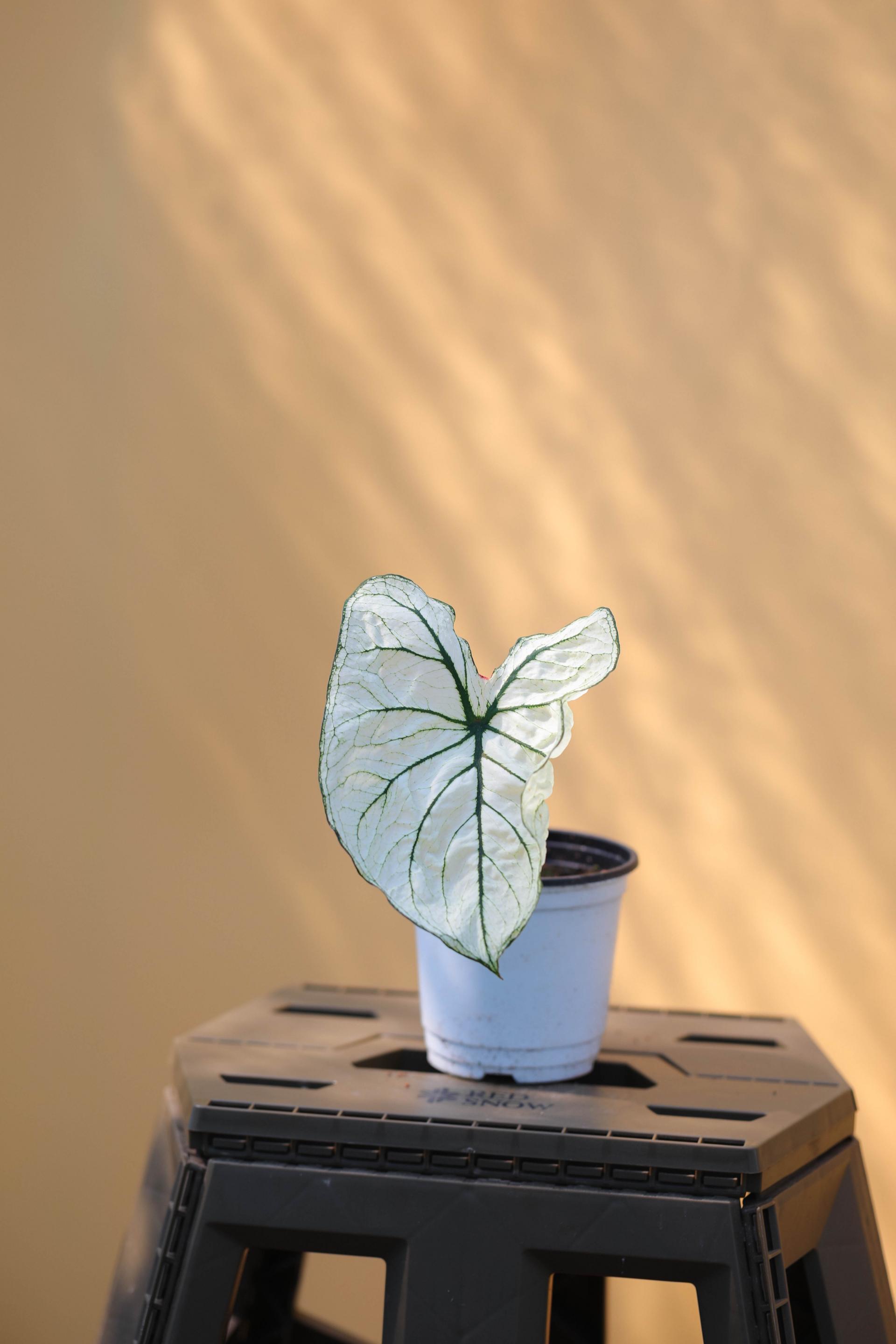 Caladium sp. 칼라디움 sp. 복제