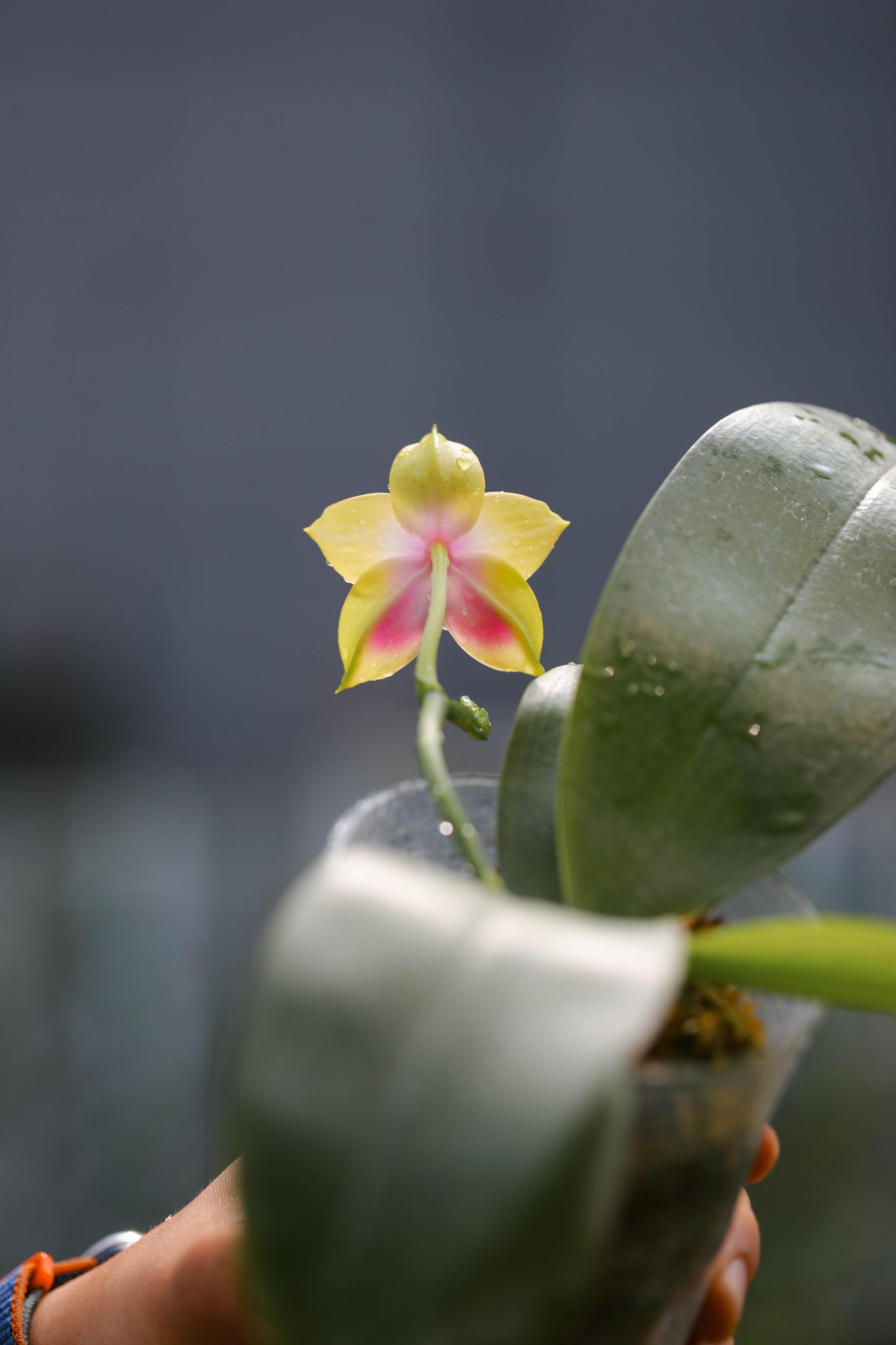 Phalaenopsis LD’s Bear Queen ‘Yongli Yellow peach’ 팔레놉시스 '용리 옐로우 피치'