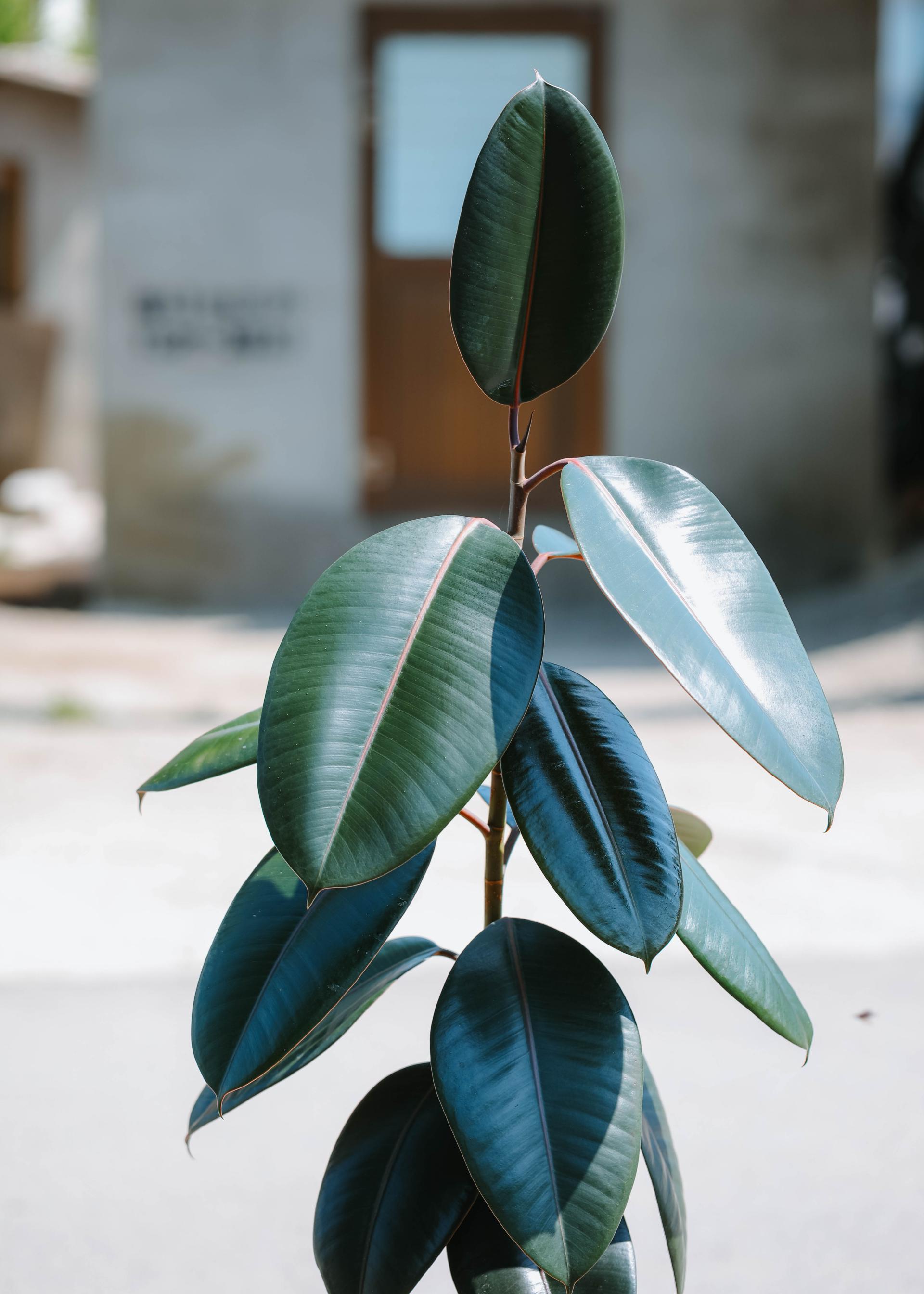Ficus elastica 'Burgundy' + Mocha simple pot 휘커스 버건디 (버건디 고무나무) + 모카 심플팟