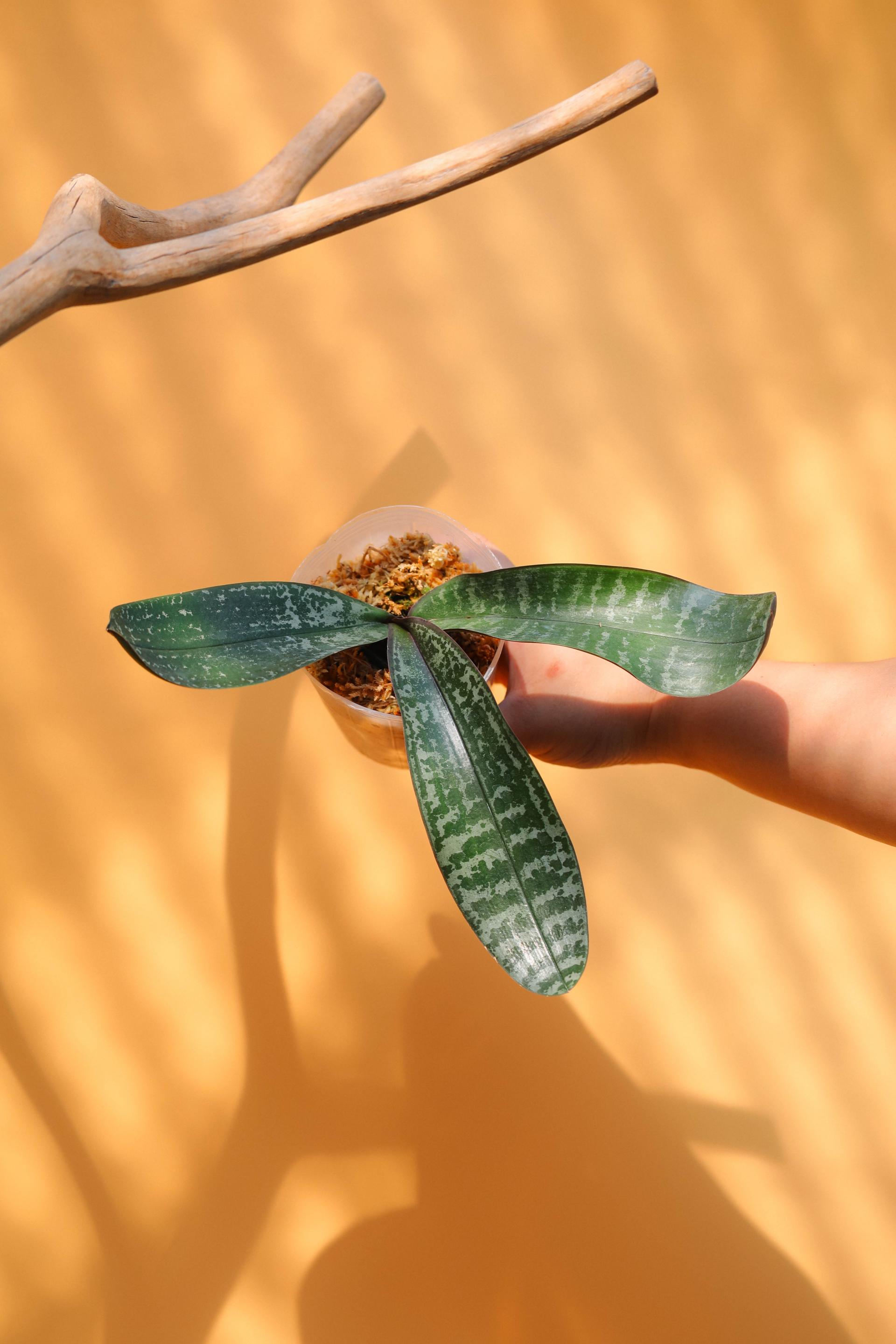Phalaenopsis philippinensis 팔레놉시스 필리핀엔시스 2(원종 호접란)