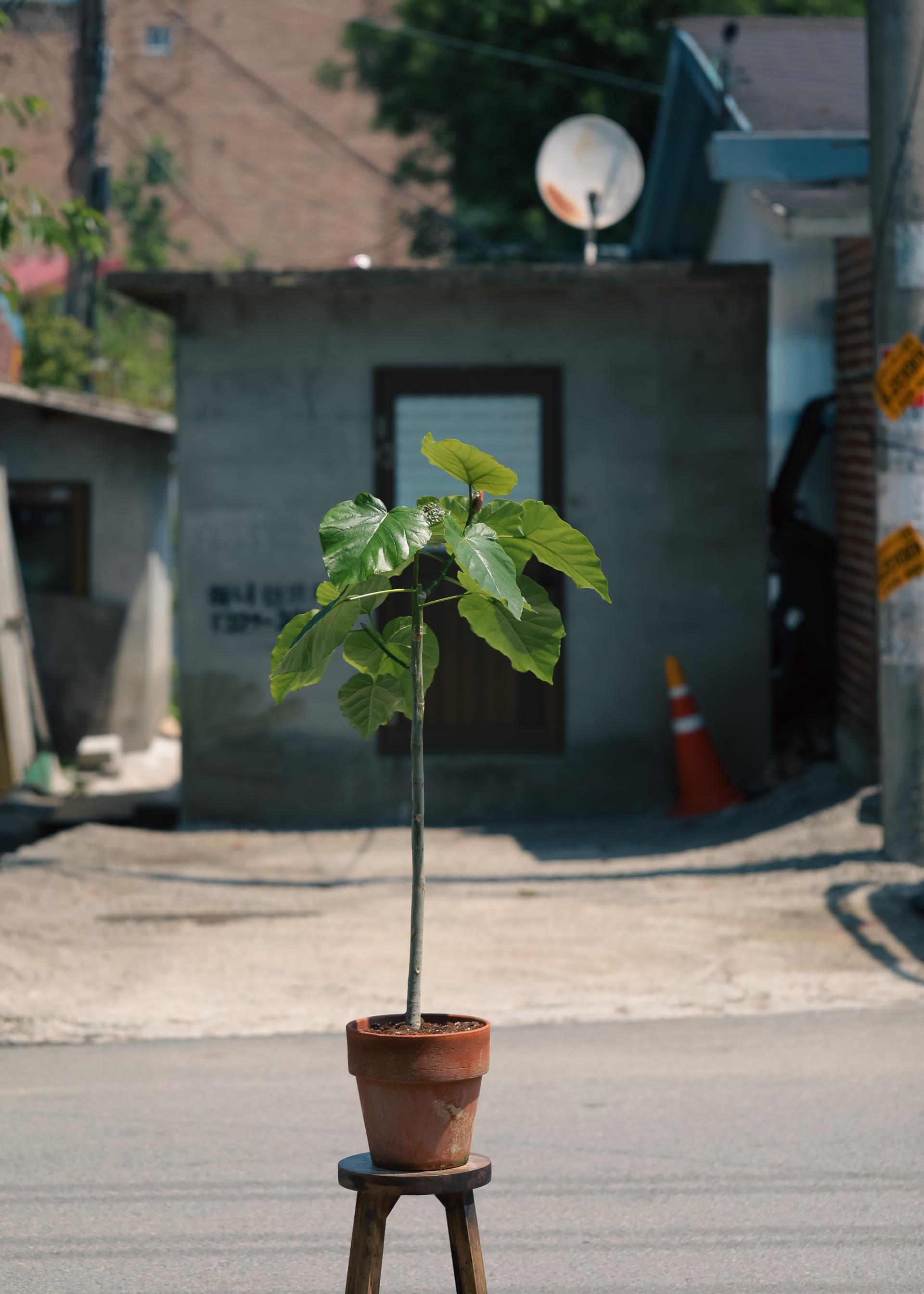 Ficus umbellata + Bergs Potter Copenhagen grey 휘커스 움벨라타 + 베르그포터 코펜하겐 그레이 복제