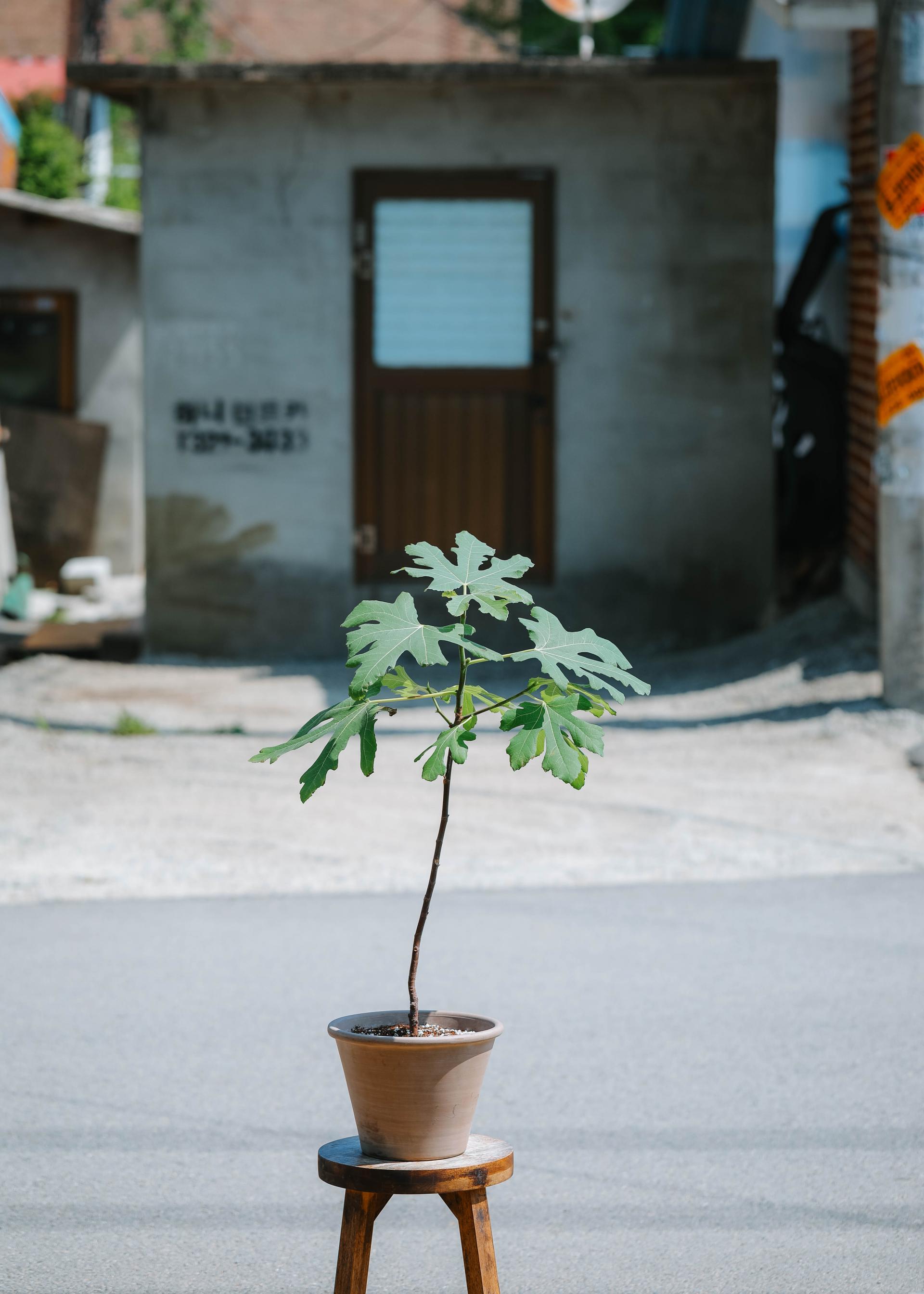 Ficus carica + Vintage jar pot 무화과나무 + 빈티지 자르팟 복제