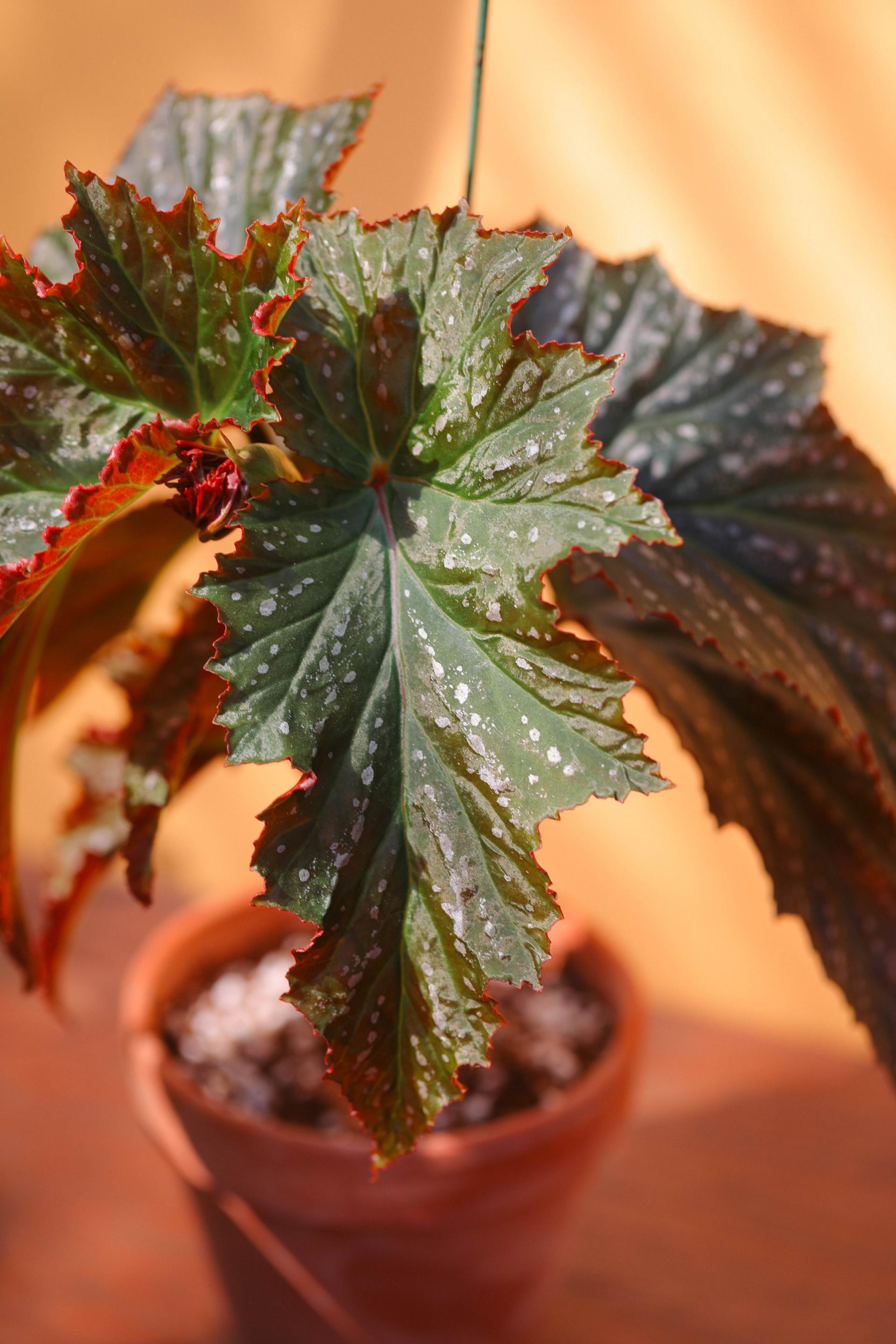 Begonia 'Janne jones' + Italy simple pot 베고니아 잔느 존스 + 이태리 심플팟