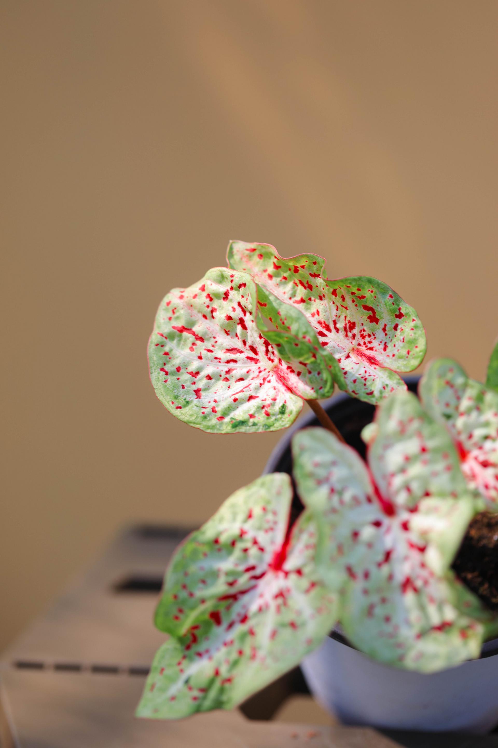 Caladium 'Miss Muffet' 칼라디움 미스머펫