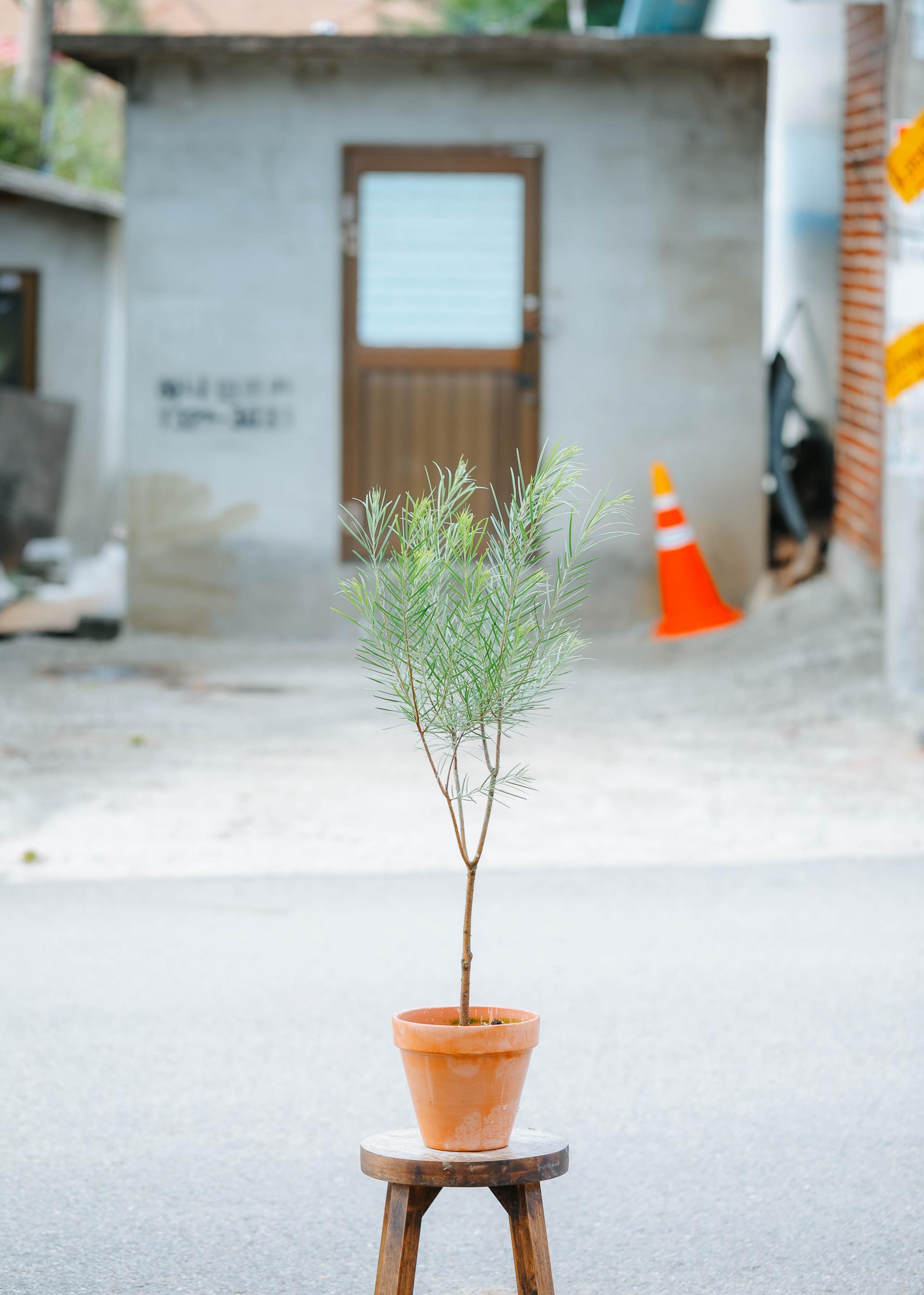 Acacia floribunda + Italy simple pot 아카시아 플로리번다 + 이태리 심플팟