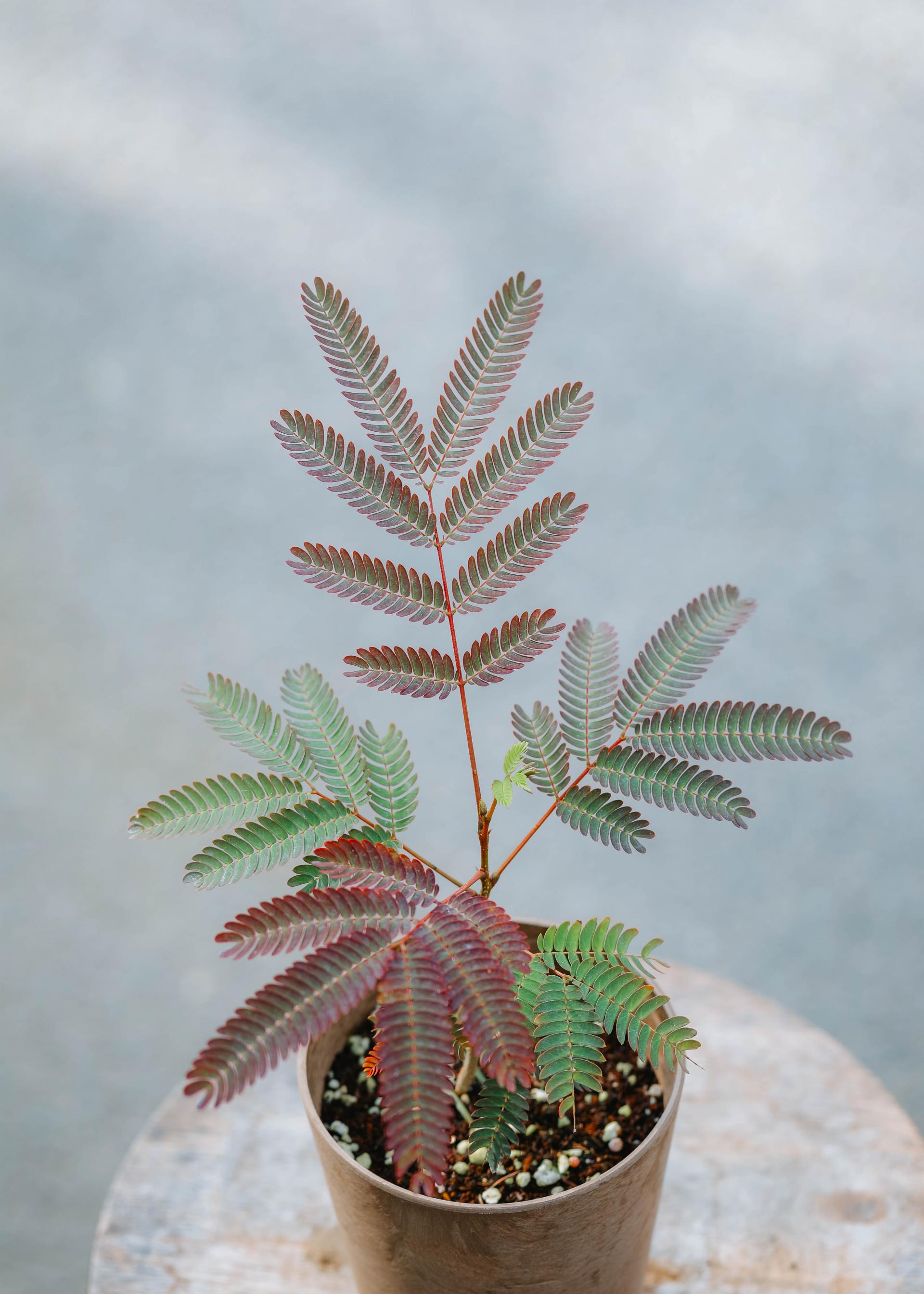 Albizia julibrissin + Brown marble pot 자귀 나무 + 브라운 마블팟