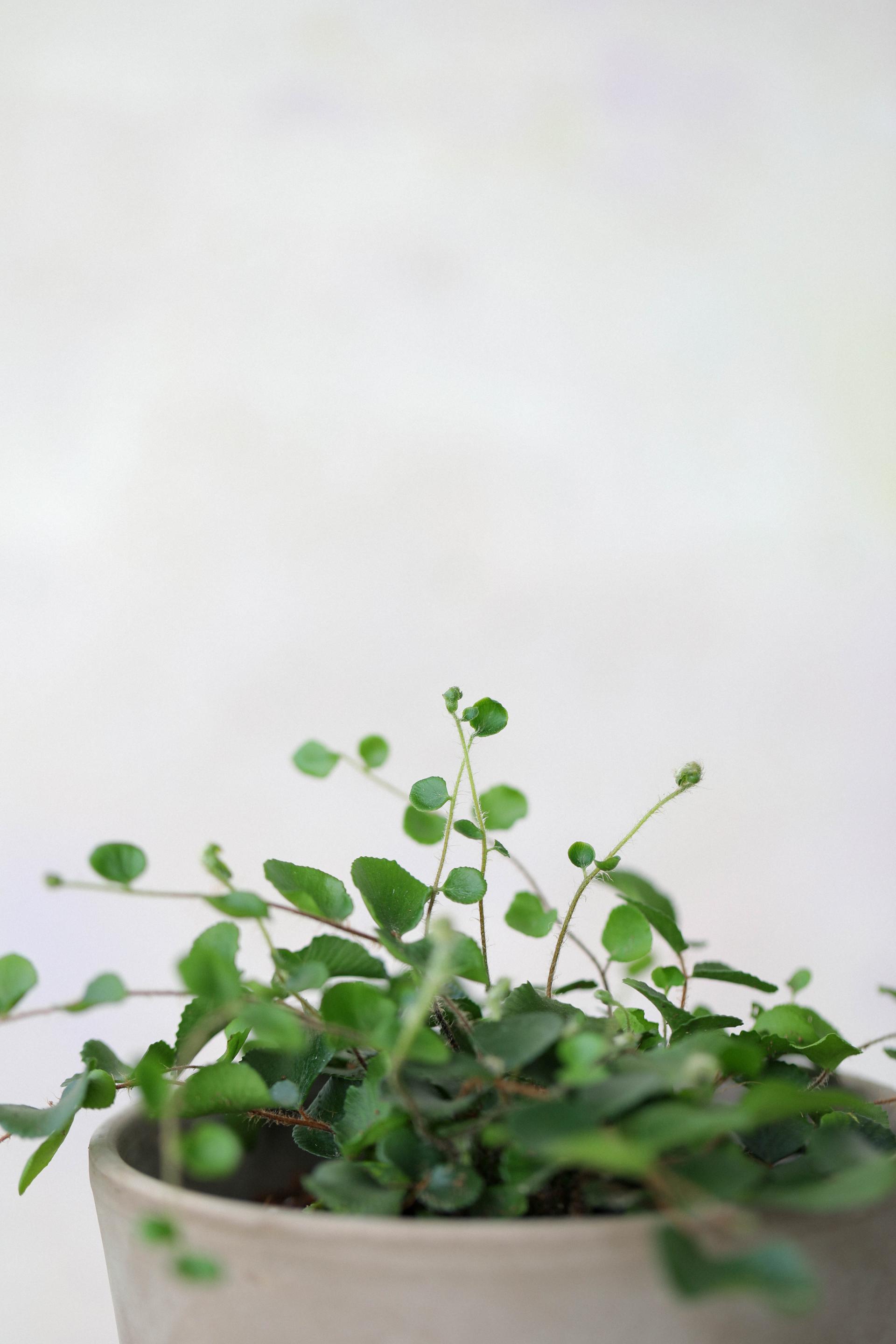 Pellaea rotundifolia (Button Fern) 펠리어 로툰디폴리아 (단추 고사리)