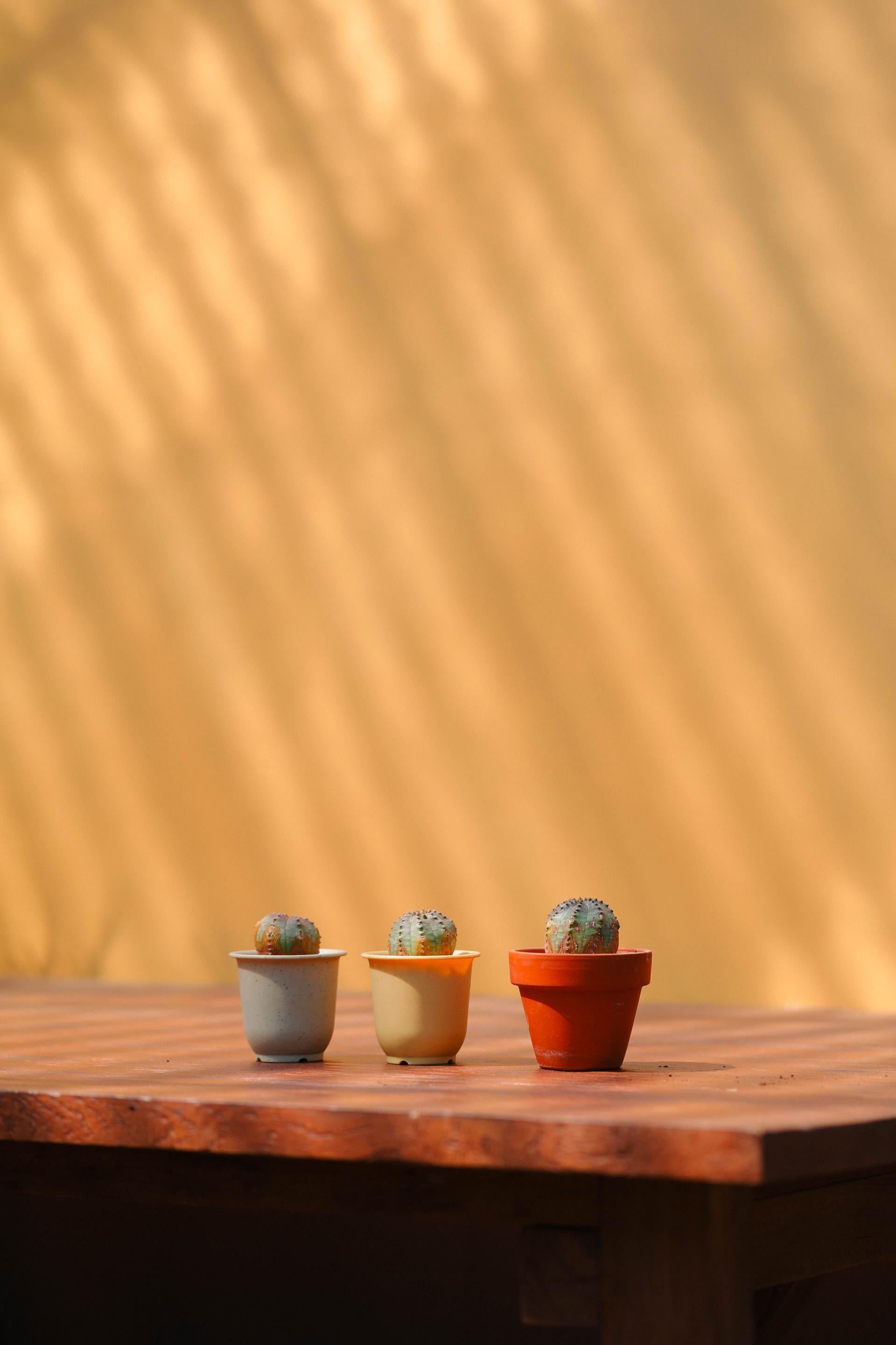 Euphorbia pseudoglobosa + Mini honey jar pot 유포르비아 수도글로보사 (오베사 몬스터) + 미니 허니자르팟 복제