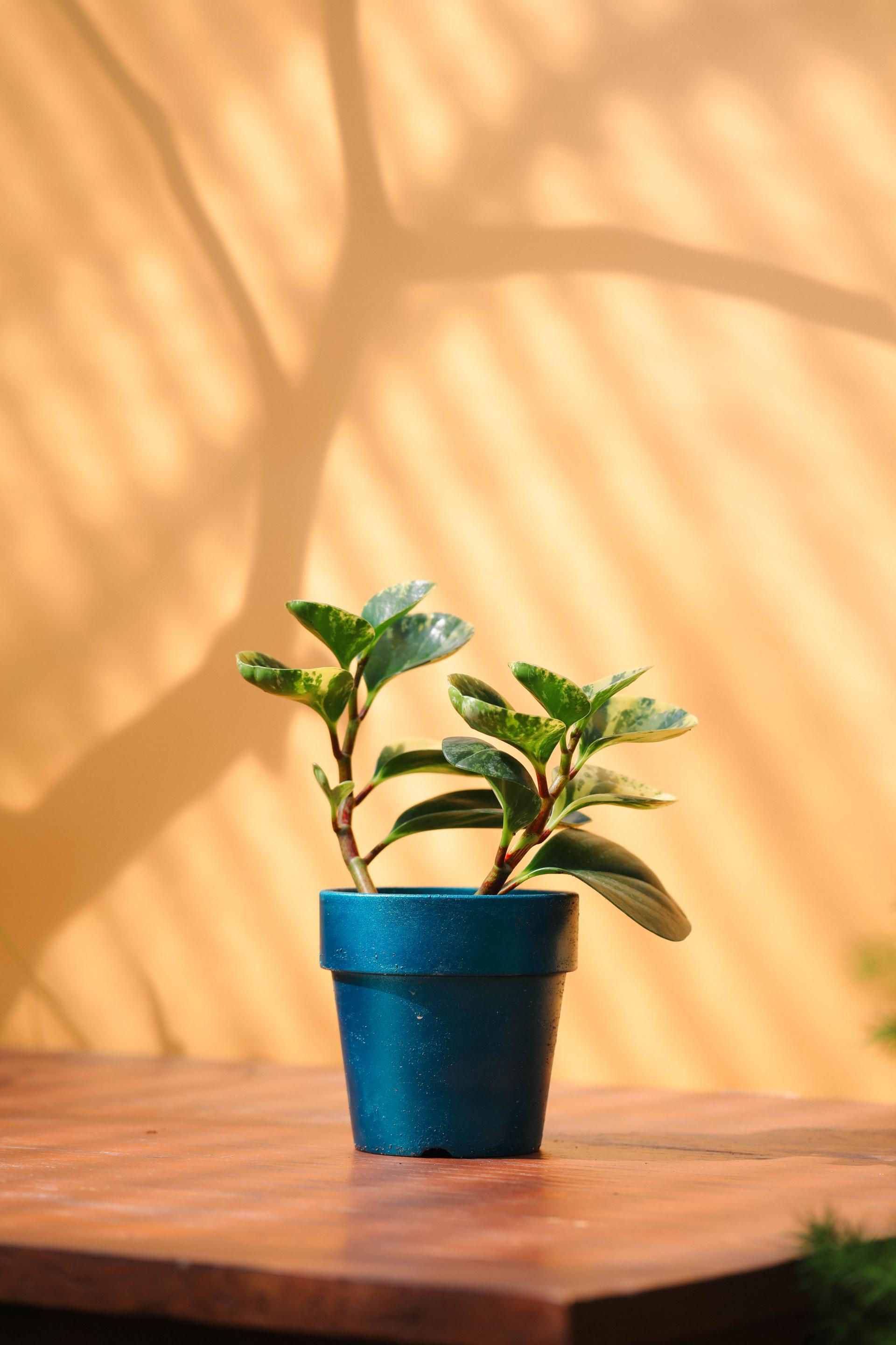 Peperomia obtusifolia variegated + Atlantic glossy pot 페페로미아 옵투시폴리아 무늬종 + 아틀란틱 글로시팟