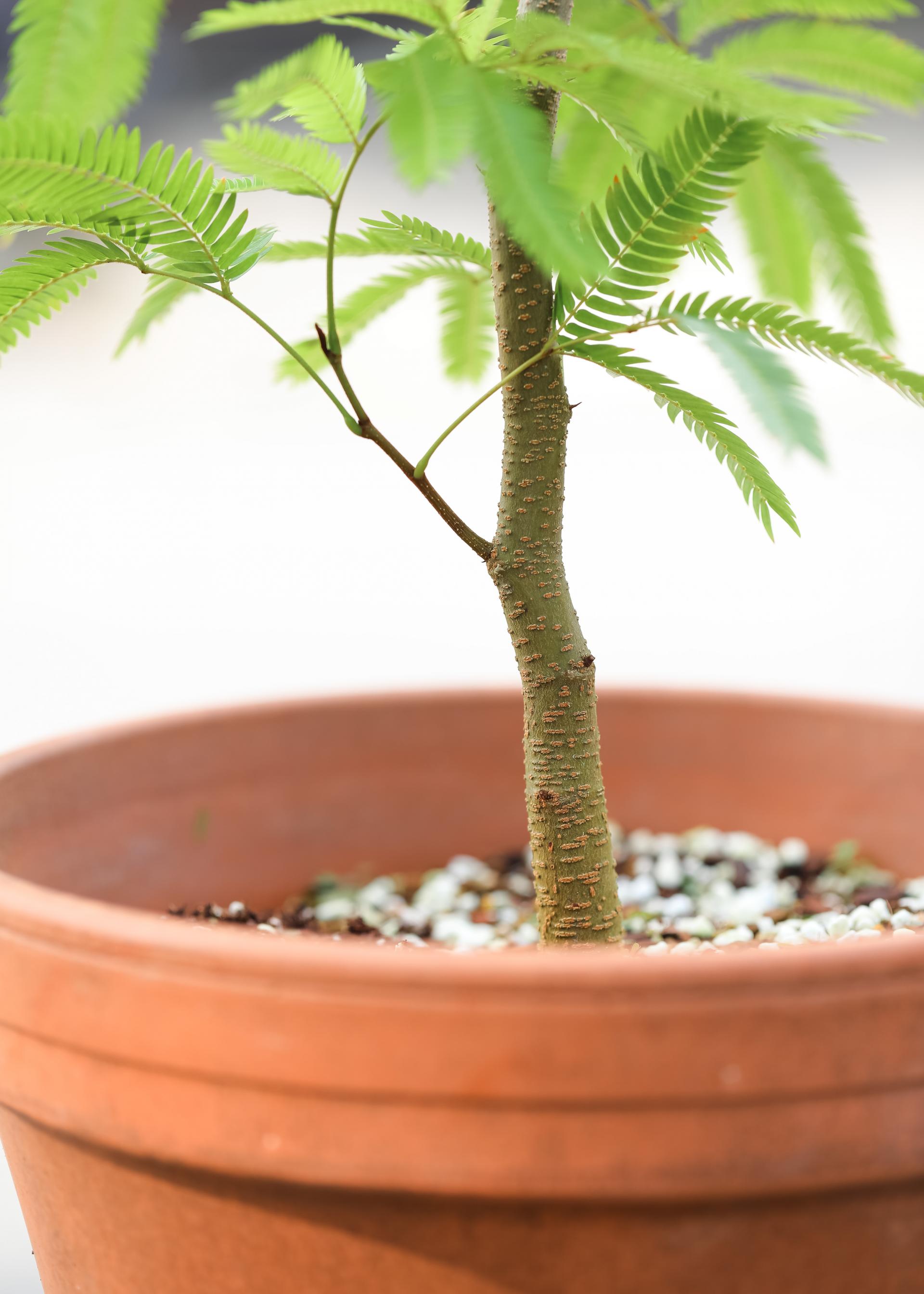 Pithecellobium confertum + Germany simple pot 에버 후레쉬 + 독일 심플팟