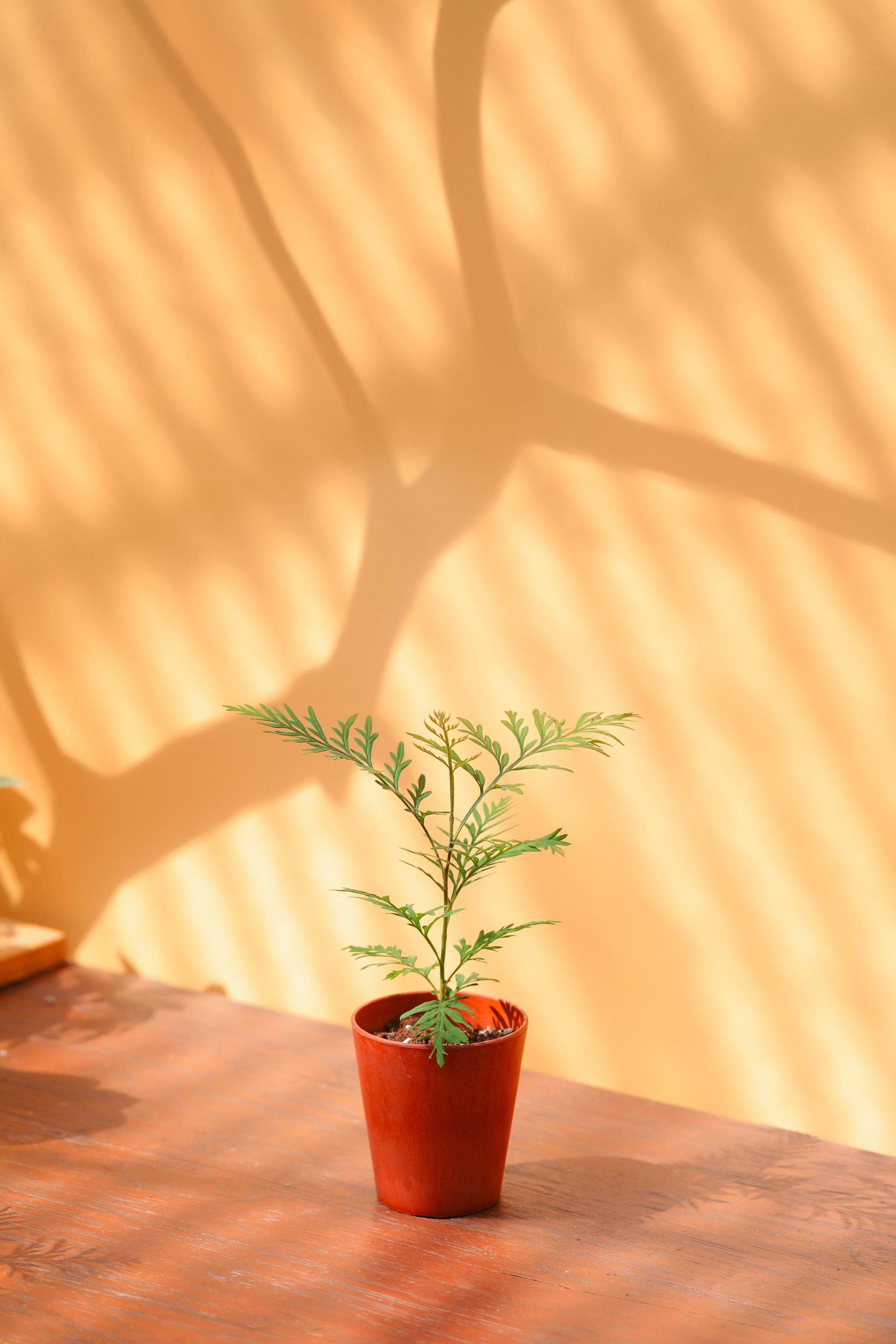 Grevillea robusta + Marble pot 그레빌레아 로부스타 + 마블팟