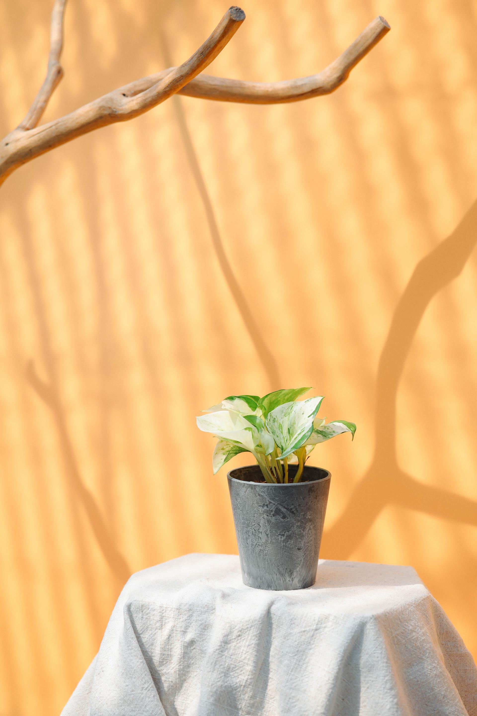 Epipremnum aureum manjula + Gray marble pot 에피프렘넘 만줄라 (오레우스 스킨답서스) + 그레이 마블팟