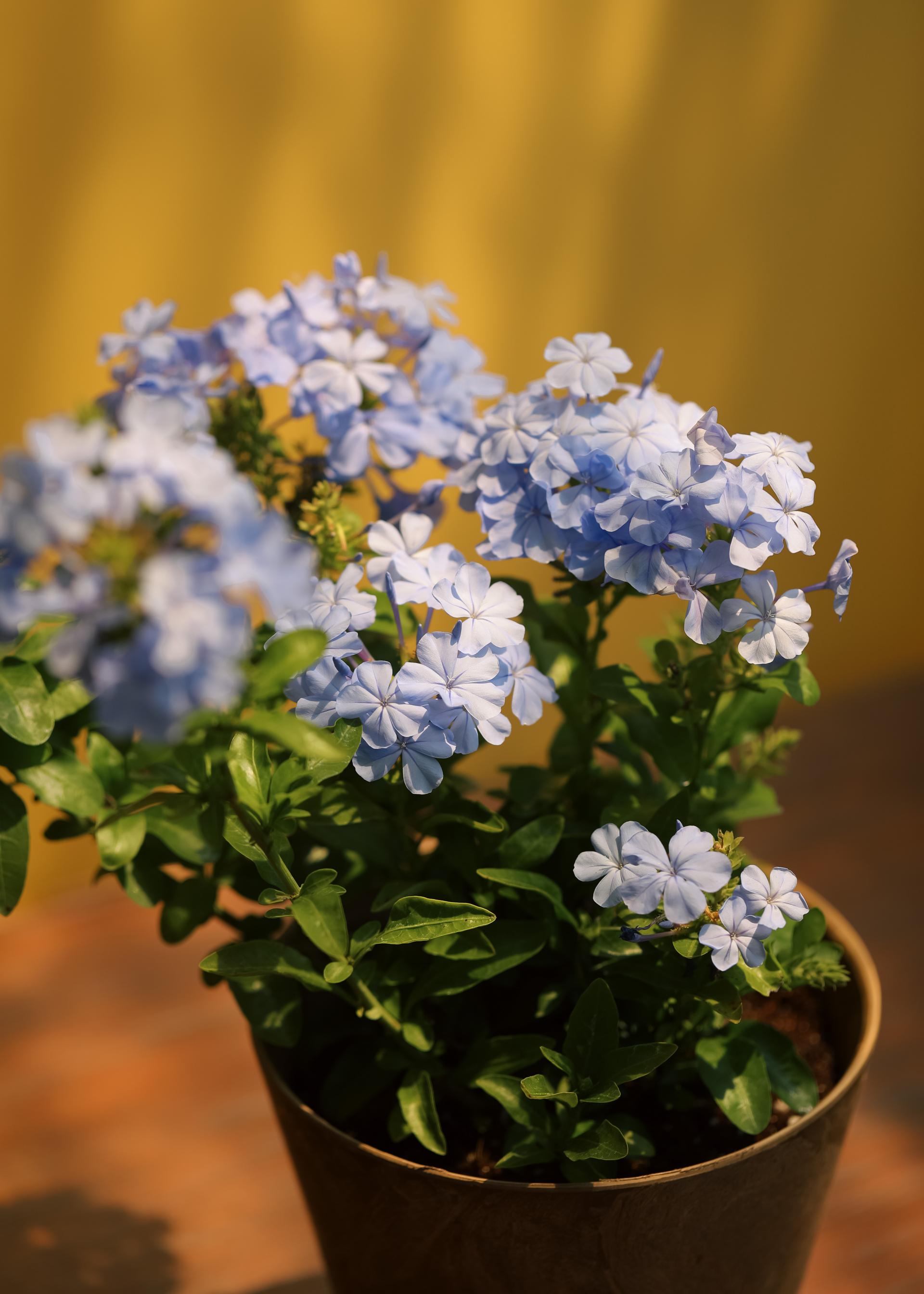 Plumbago auriculata 플럼바고 아우리쿨라타 (블루 플럼바고) 중품