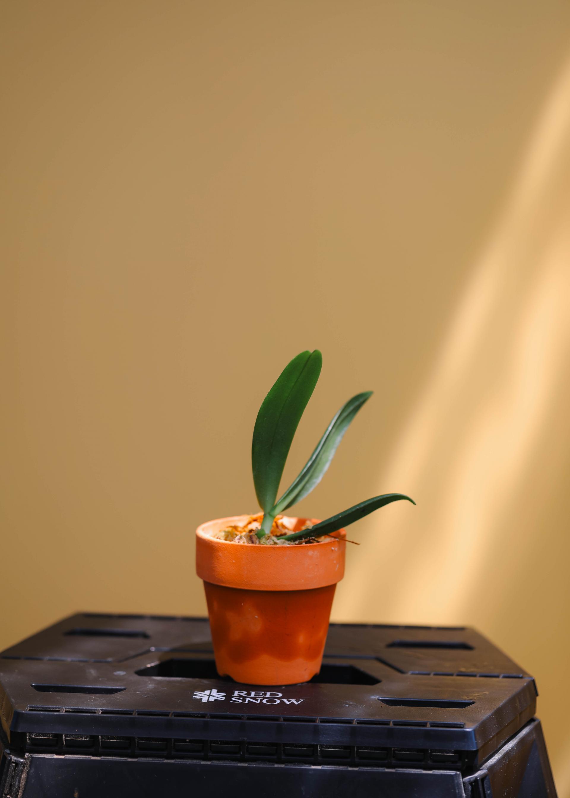 Aerangis modesta 에란기스 모데스타