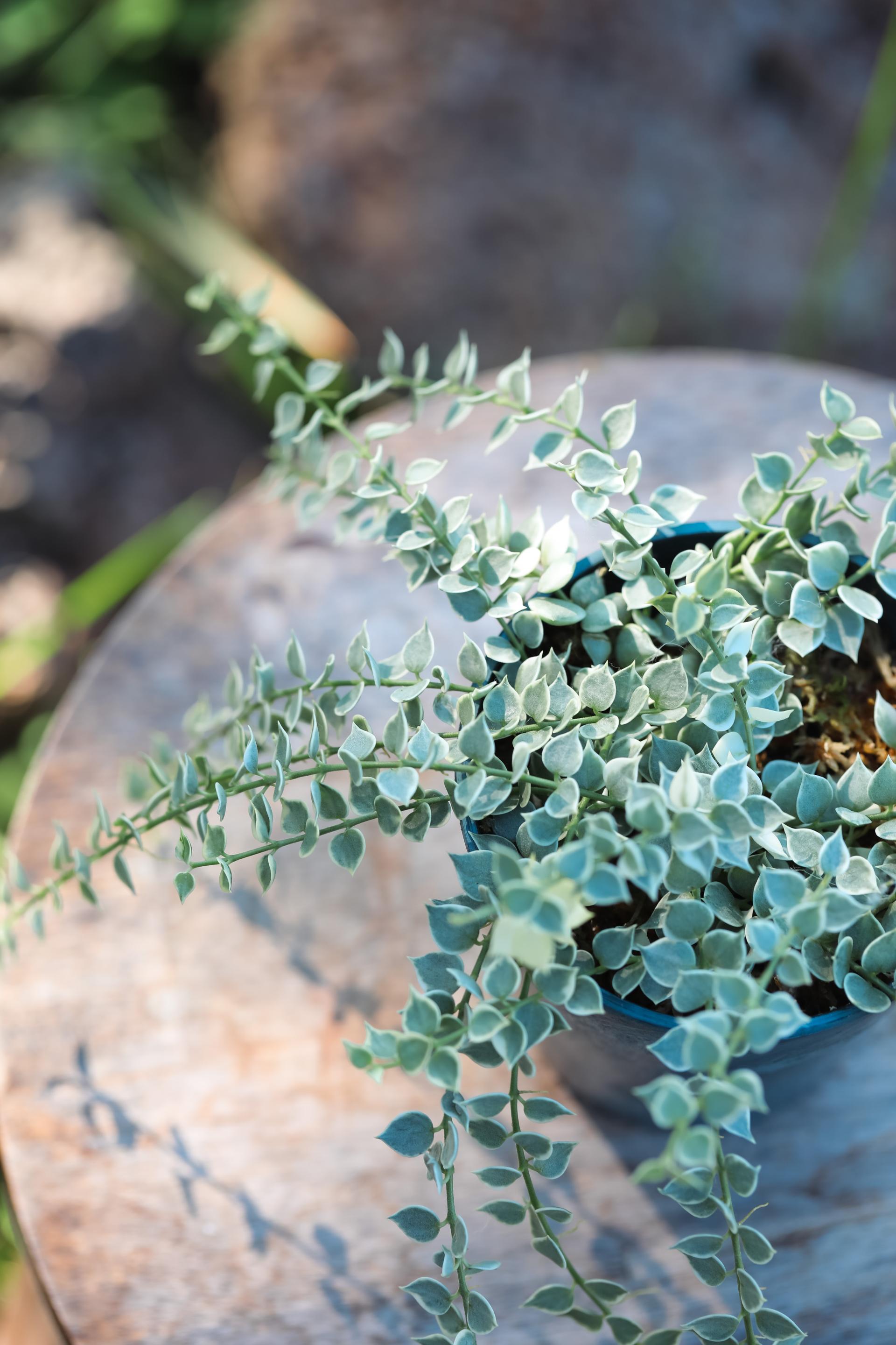 Dischidia ruscifolia variegated 디스키디아 루시폴리아 무늬종 (밀리언하트 무늬종)