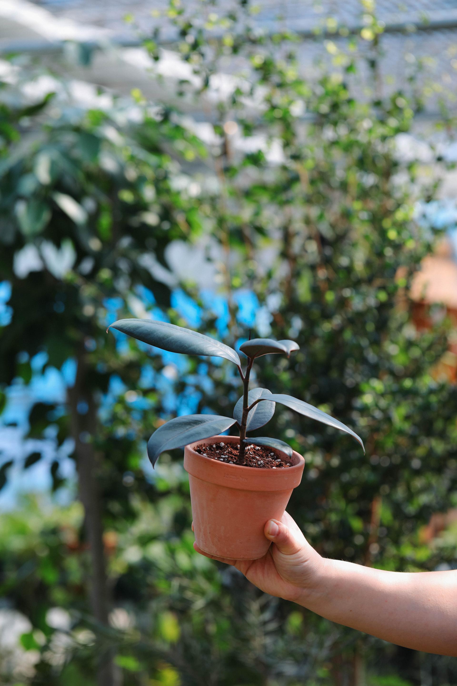 Ficus elastica 'Burgundy' + Italy white pot 휘커스 버건디 (버건디 고무나무) + 이태리 화이트팟