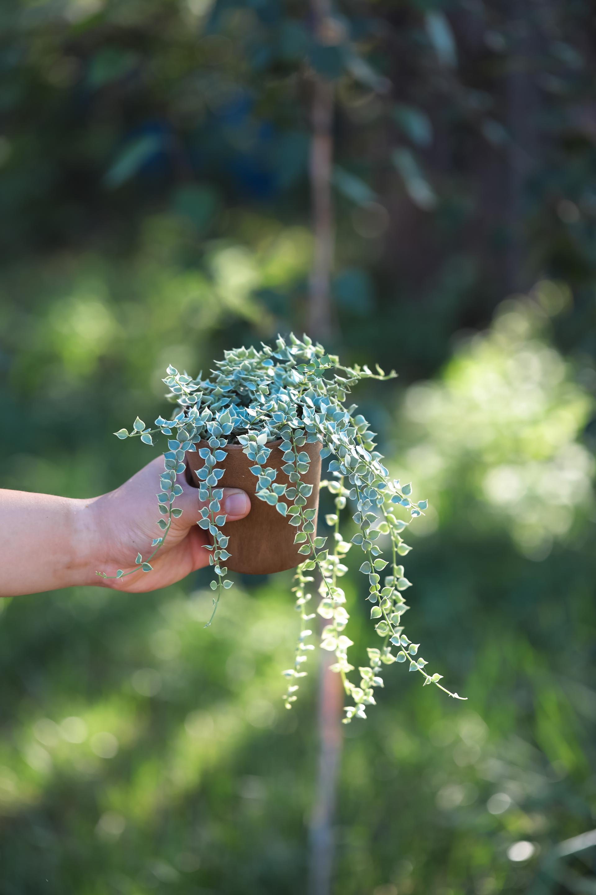 Dischidia ruscifolia variegated 디스키디아 루시폴리아 무늬종 (밀리언하트 무늬종)
