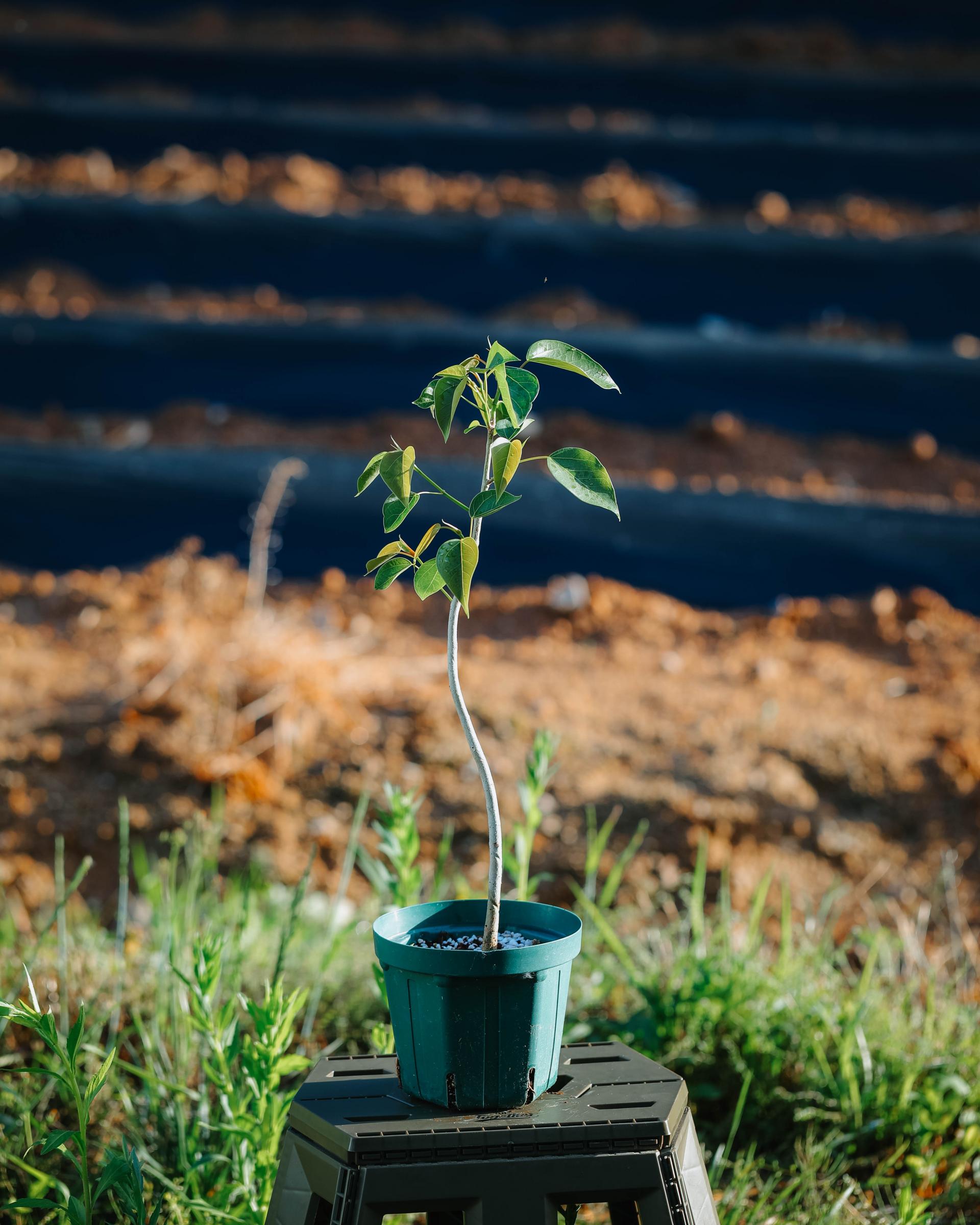 Ficus rumphii 휘커스 럼피