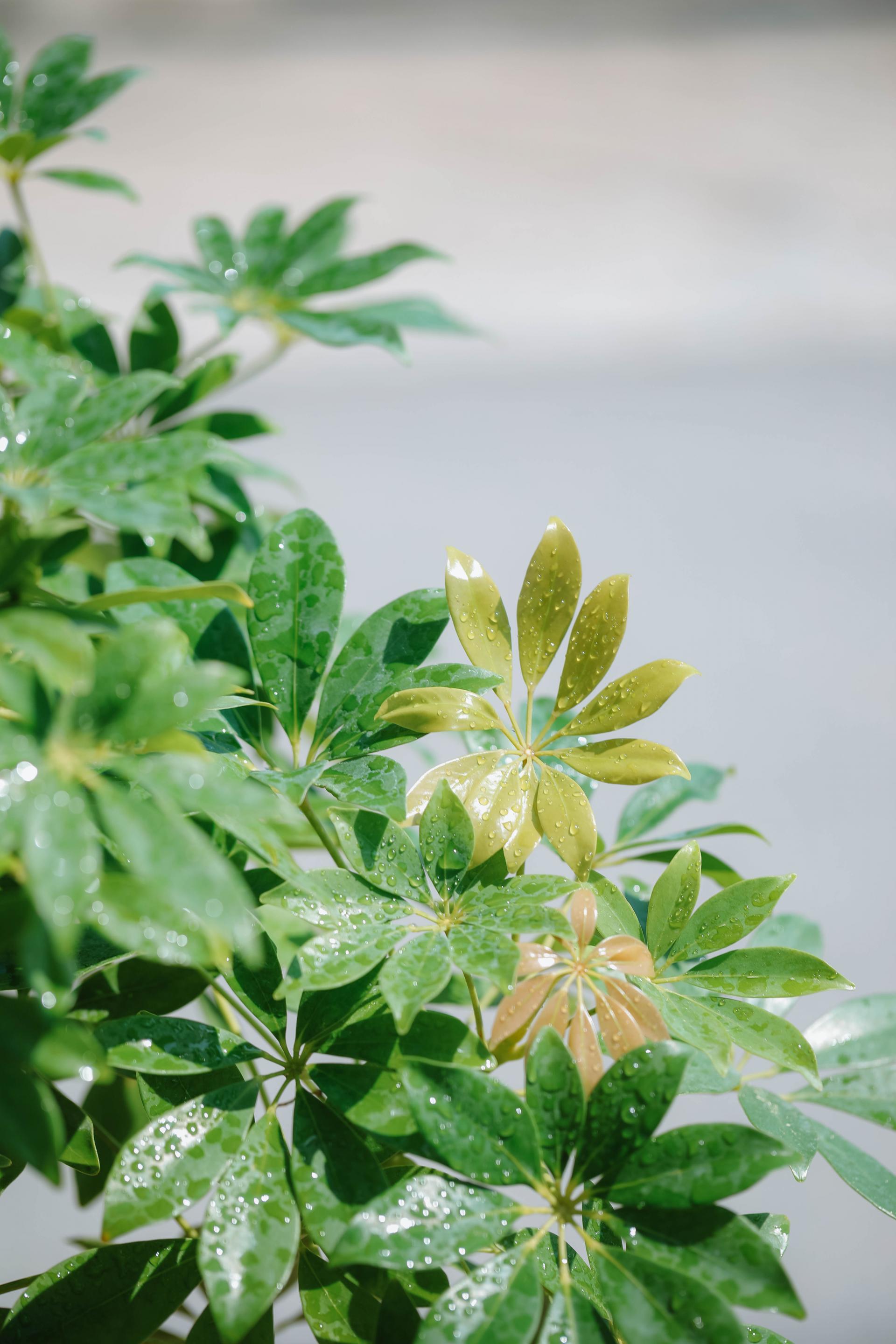 Schefflera arboricola gold + Italy square pot 쉐프렐라 아보리콜라 골드 (형광 홍콩야자) + 이태리 스퀘어팟