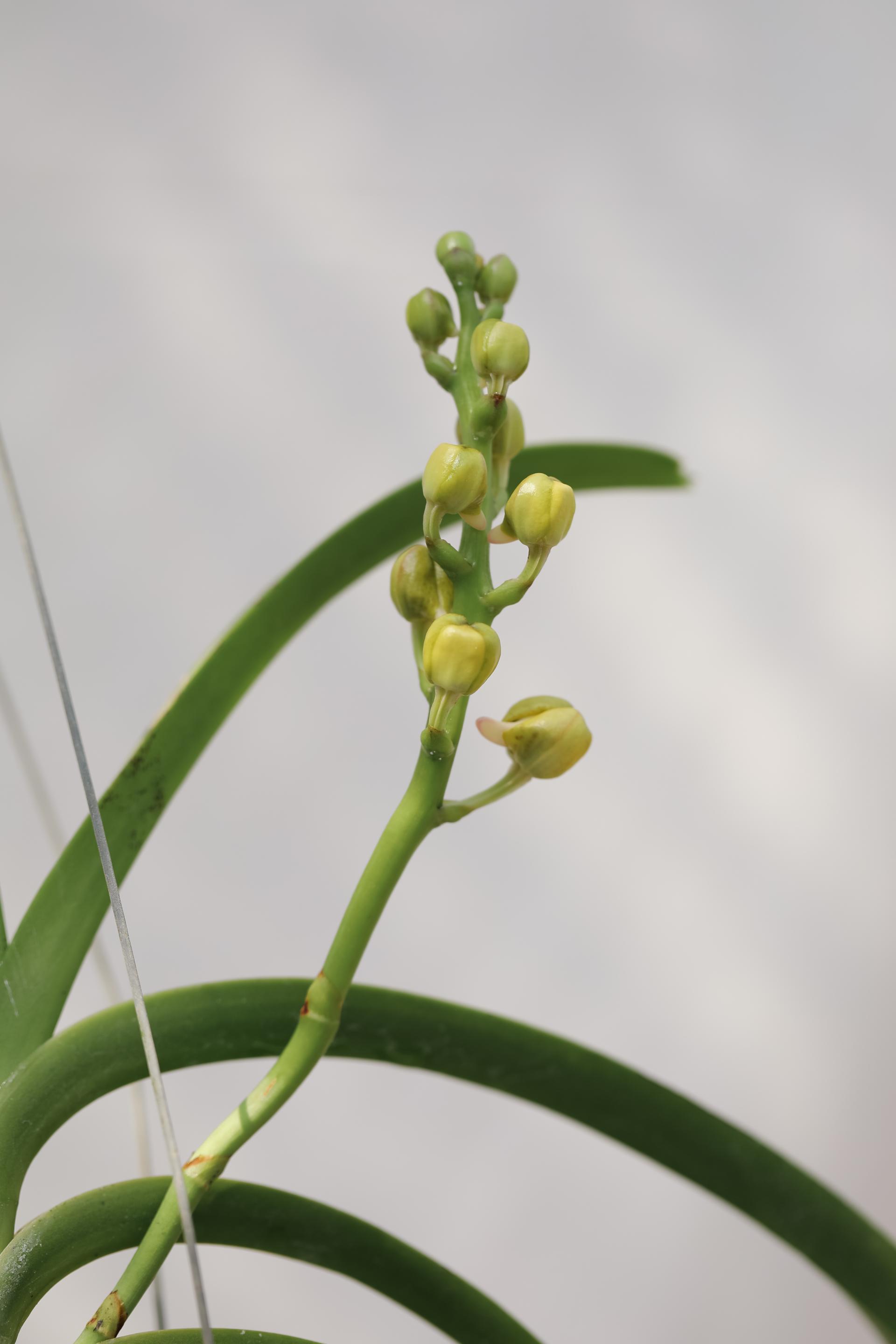 Vanda 'Honey Lemon' 반다 허니레몬
