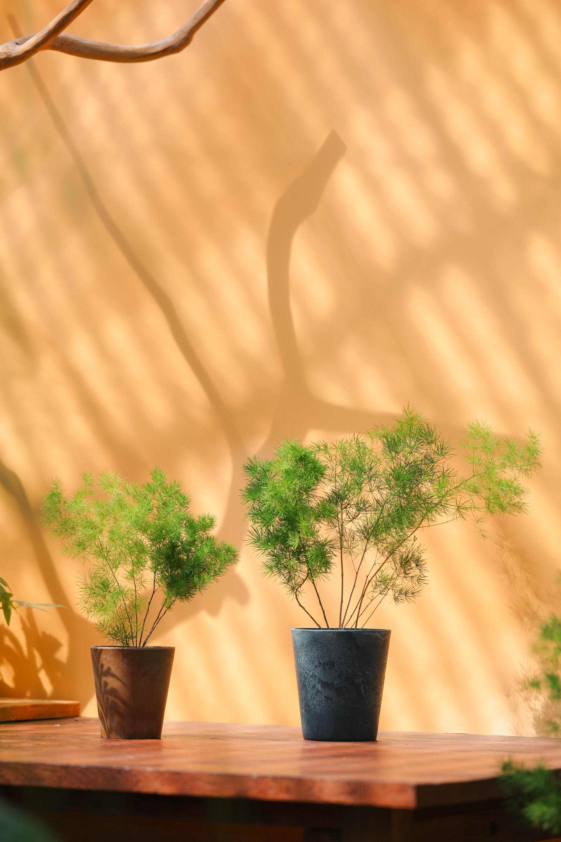Asparagus myriocladus + Marble pot 아스파라거스 미리오클라두스 소품 + 마블팟