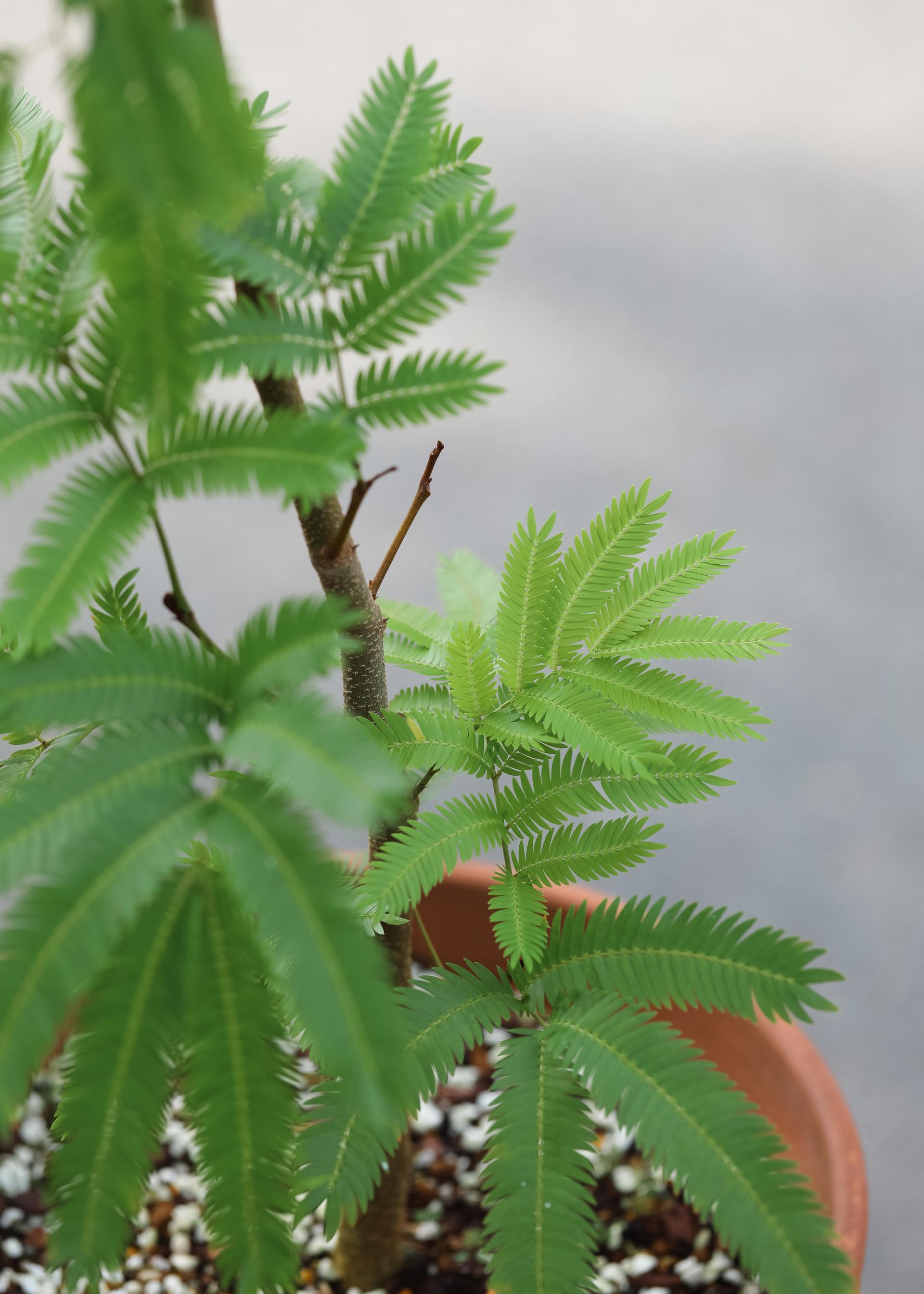 Pithecellobium confertum + Germany simple pot 에버 후레쉬 + 독일 심플팟