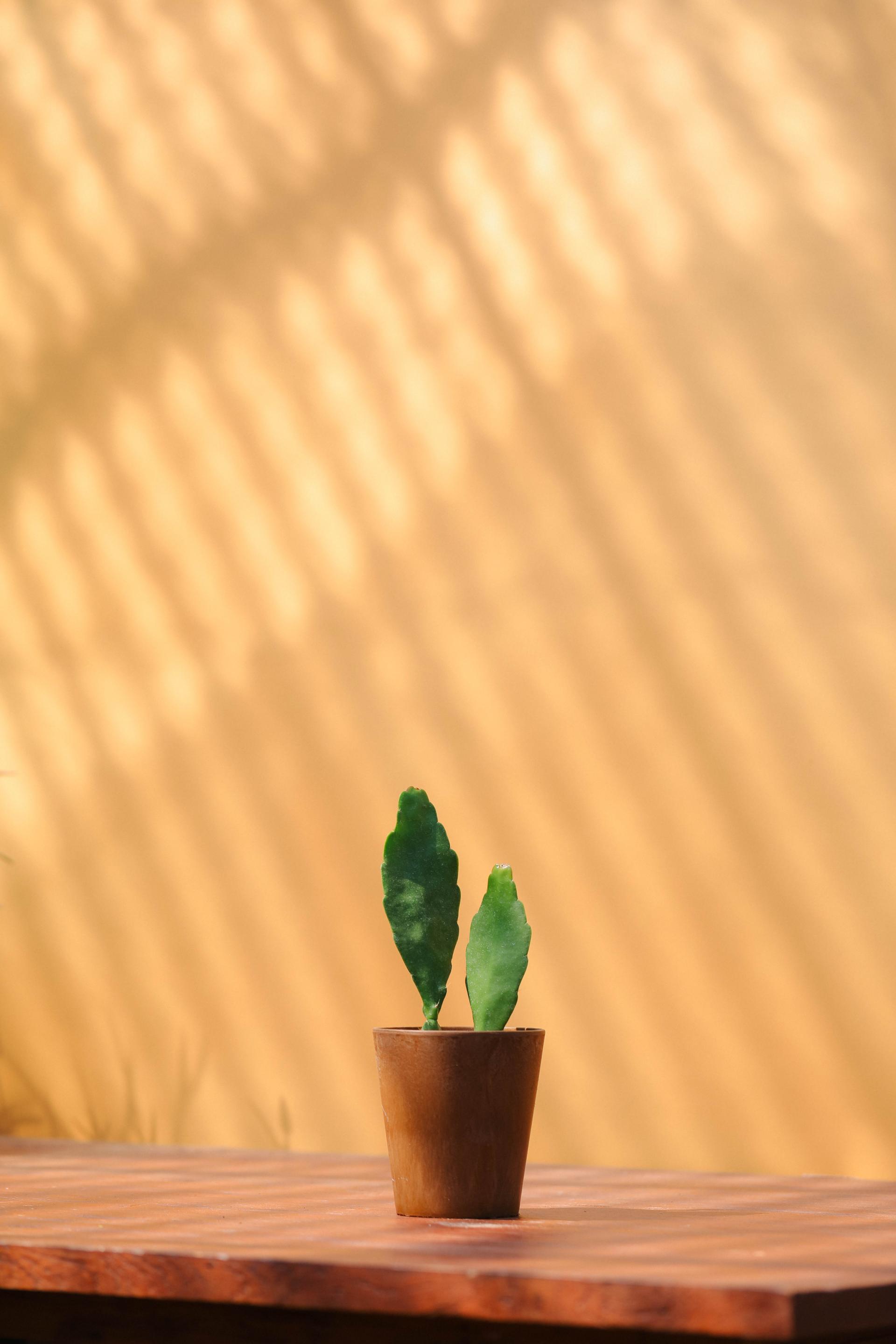 Disocactus ackermannii 공작 선인장 주황