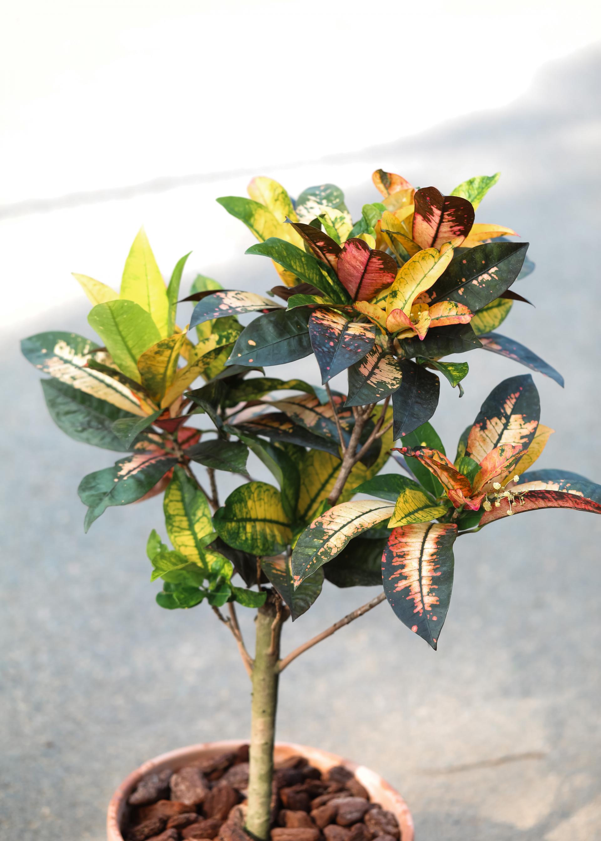 Codiaeum variegatum Mrs. Iceton + Italy simple pot 코디에움 미세스 아이스톤 + 이태리 심플팟