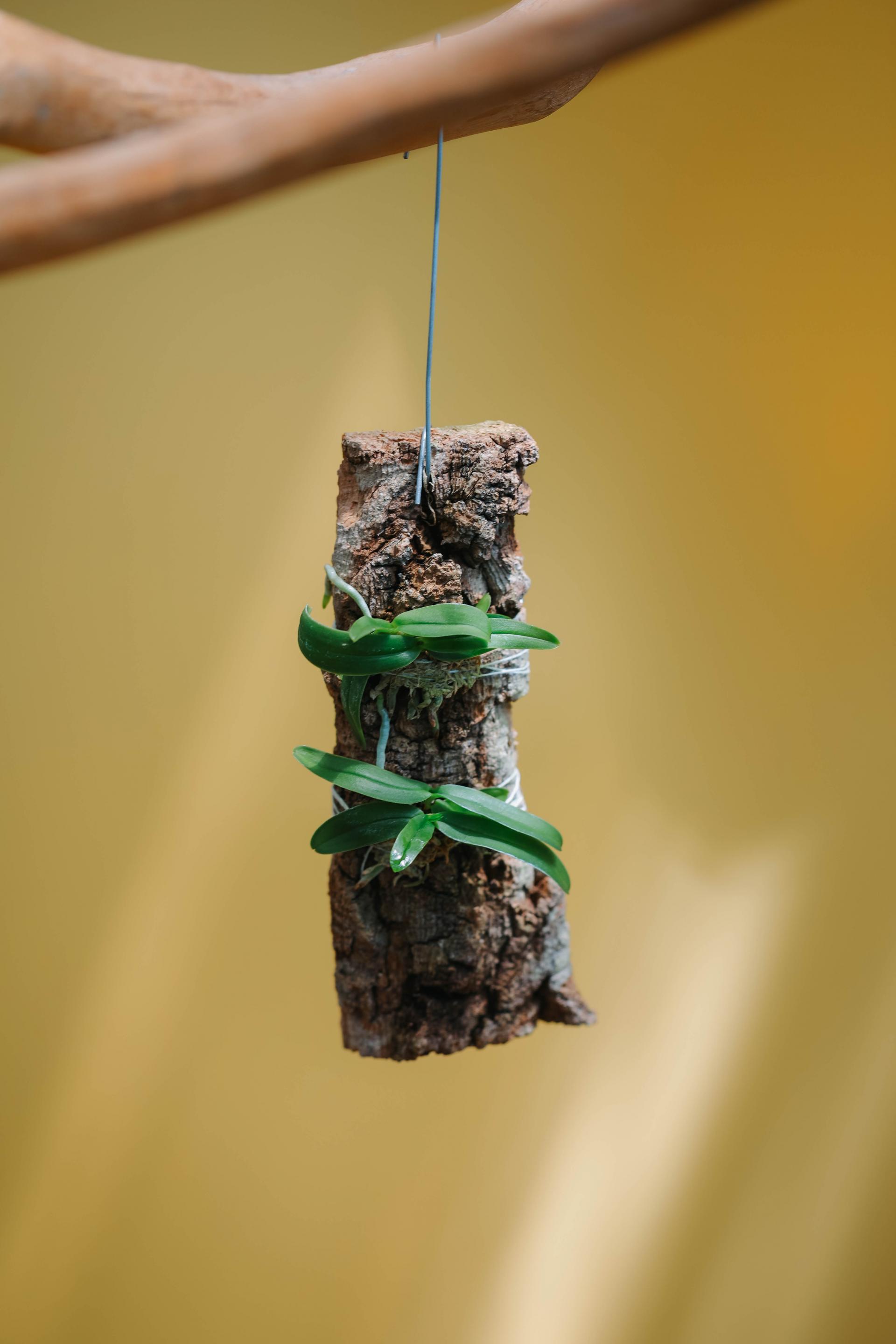 Tuberolabium kotoense 아리산 풍란 복제